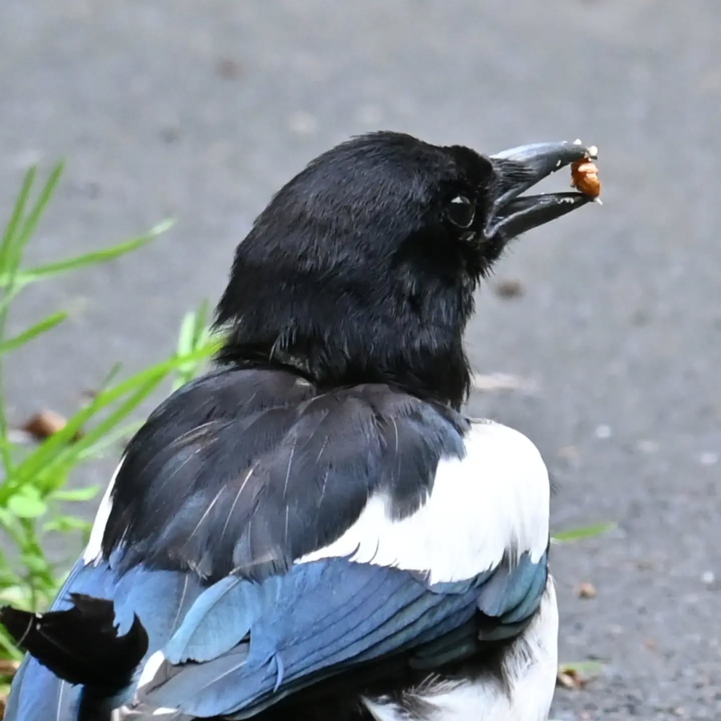 Młoda sroczka poczęstowana orzechem. Niedojedzoną resztkę orzecha zakopała między trawami. | A young magpie was treated to a nut. She buried the unfinished leftover nut among the grass.

#sroka #ptaki #picapica #magpie #birds