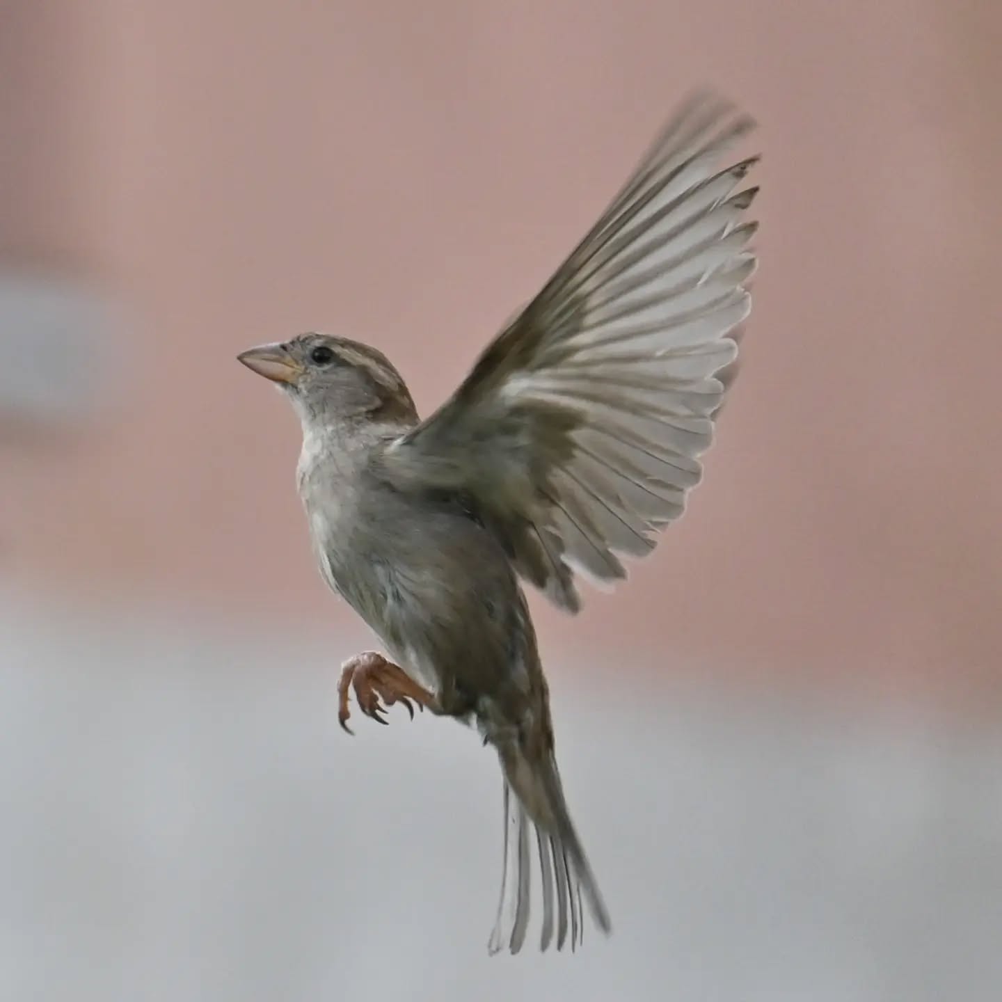 Zmykaj! teraz ja tu siadam! | Scram! I'm sitting here now!

#wróbel #samicawróbla #passerdomesticus #sparrow #femalesparrow