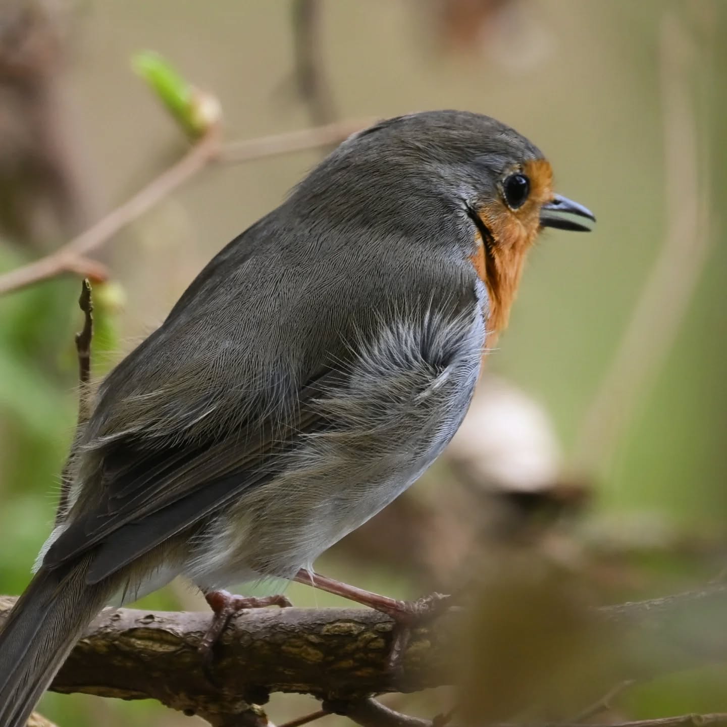 Rudzik znad Jeziora Szmaragdowego w Szczecinie | A robin from Emerald Lake in Szczecin

#rudzik #ptakiwiosną #erithacusrubecula #robin #birdsinspring