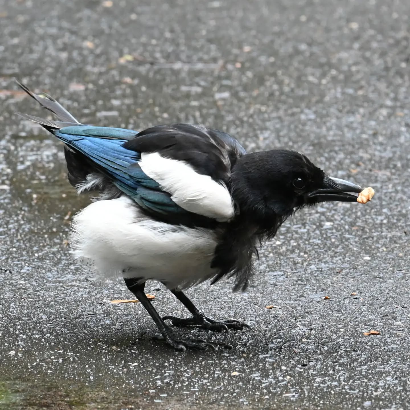 Młoda sroczka poczęstowana orzechem. Niedojedzoną resztkę orzecha zakopała między trawami. | A young magpie was treated to a nut. She buried the unfinished leftover nut among the grass.

#sroka #ptaki #picapica #magpie #birds