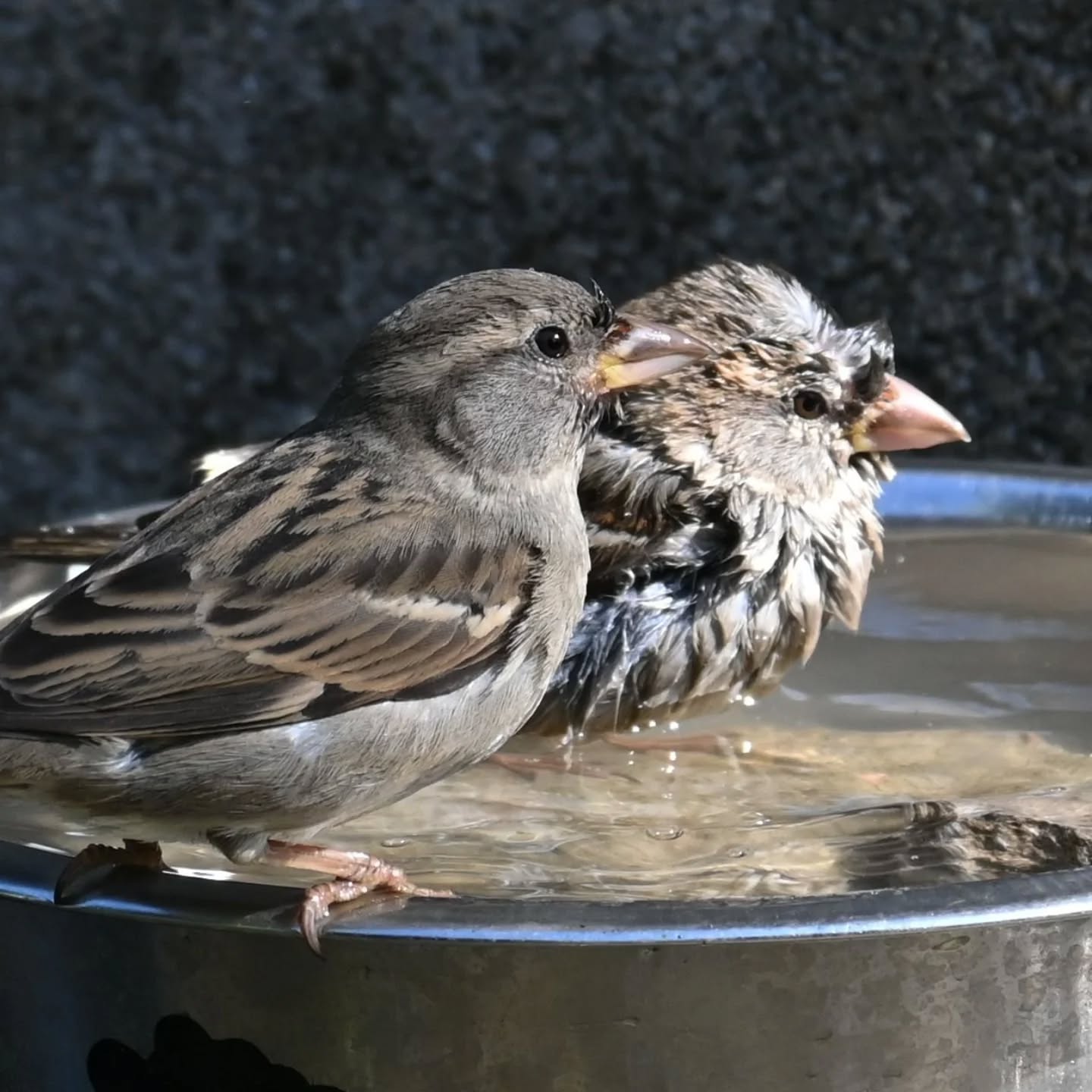 Kąpiel wróbelki 

#wróbel #samicawróbla #passerdomesticus #sparrow #femalesparrow