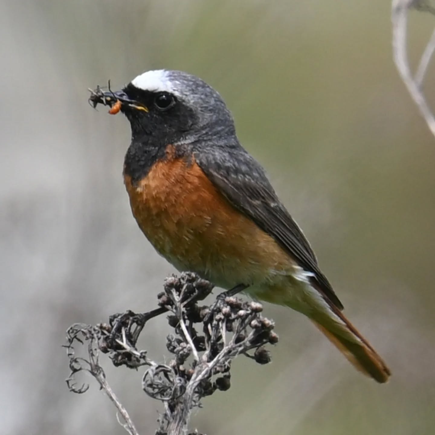 Pan pleszka z pełnym dziobem | Mr. Redstart with a full beak

#pleszka #ptakiwiosną #phoenicurusphoenicurus #redstart #commonredstart