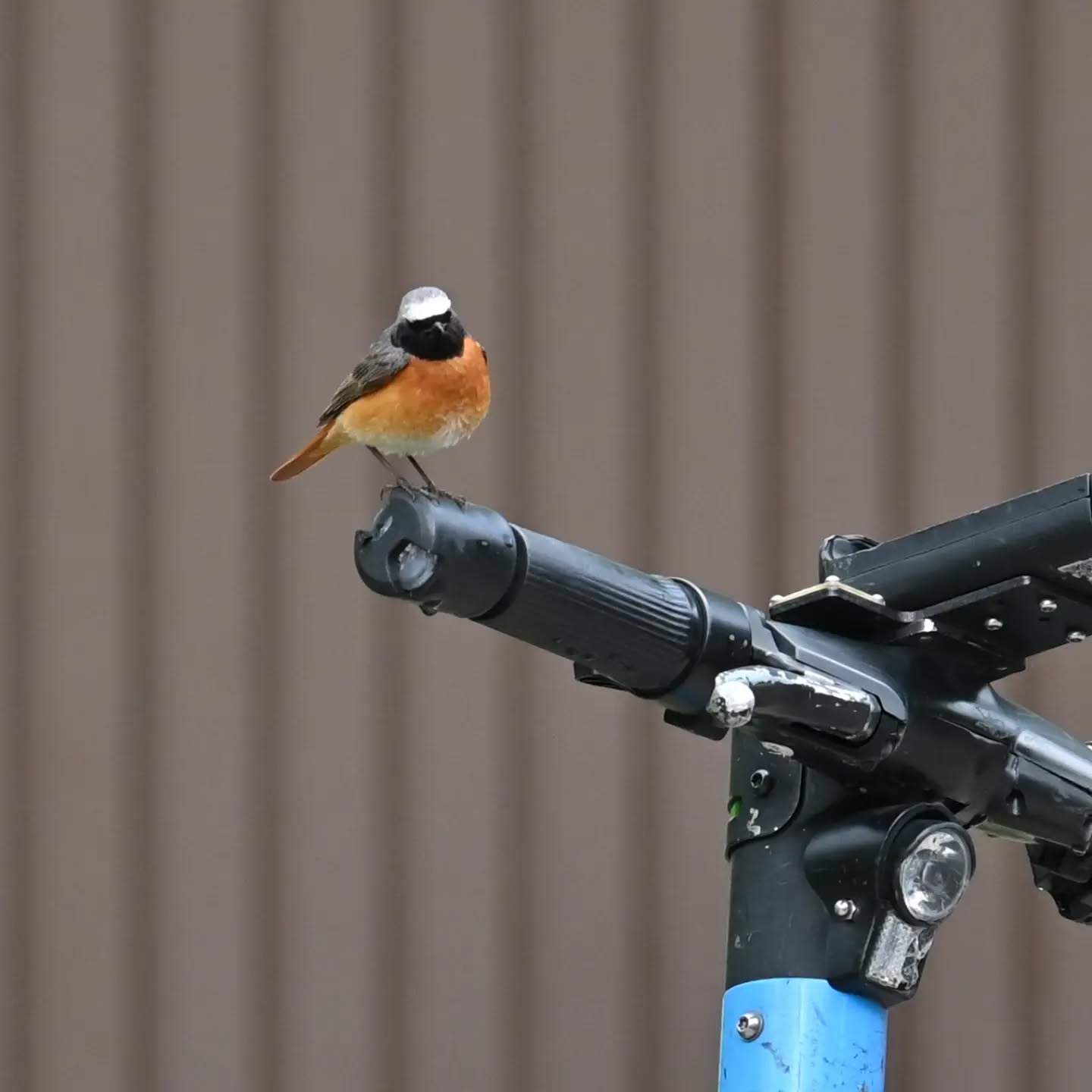 W tym roku na nasze osiedle znów przyleciała pleszka, albo może tym razem przyjechała hulajnogą | 
This year, the common redstart flew to our neighborhood again, or maybe this time it arrived on an electric scooter.

#pleszka #ptaki #phoenicurusphoenicurus #commonredstart #redstart