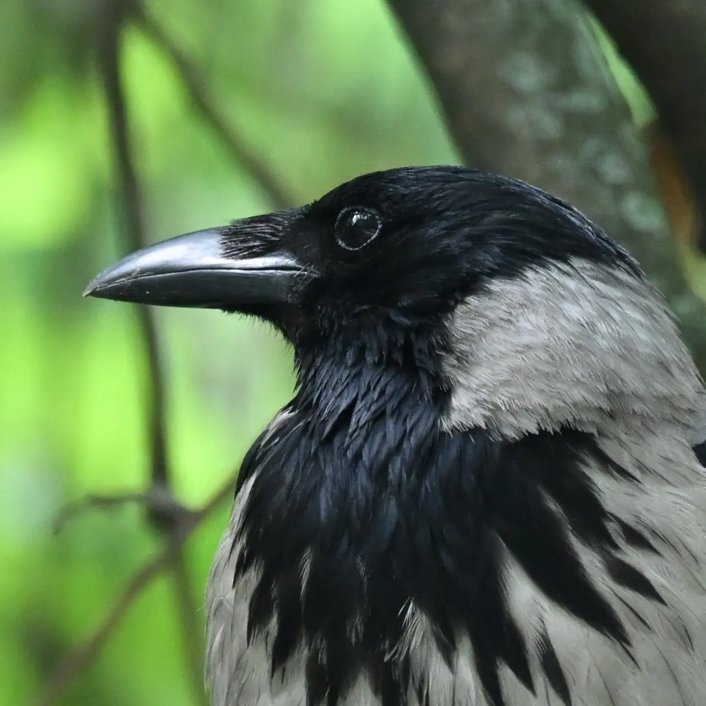Portrety wrony, za piękne pozowanie dostała orzecha ☺️

#wronasiwa #ptaki #corvuscorone #hoodedcrow #birds