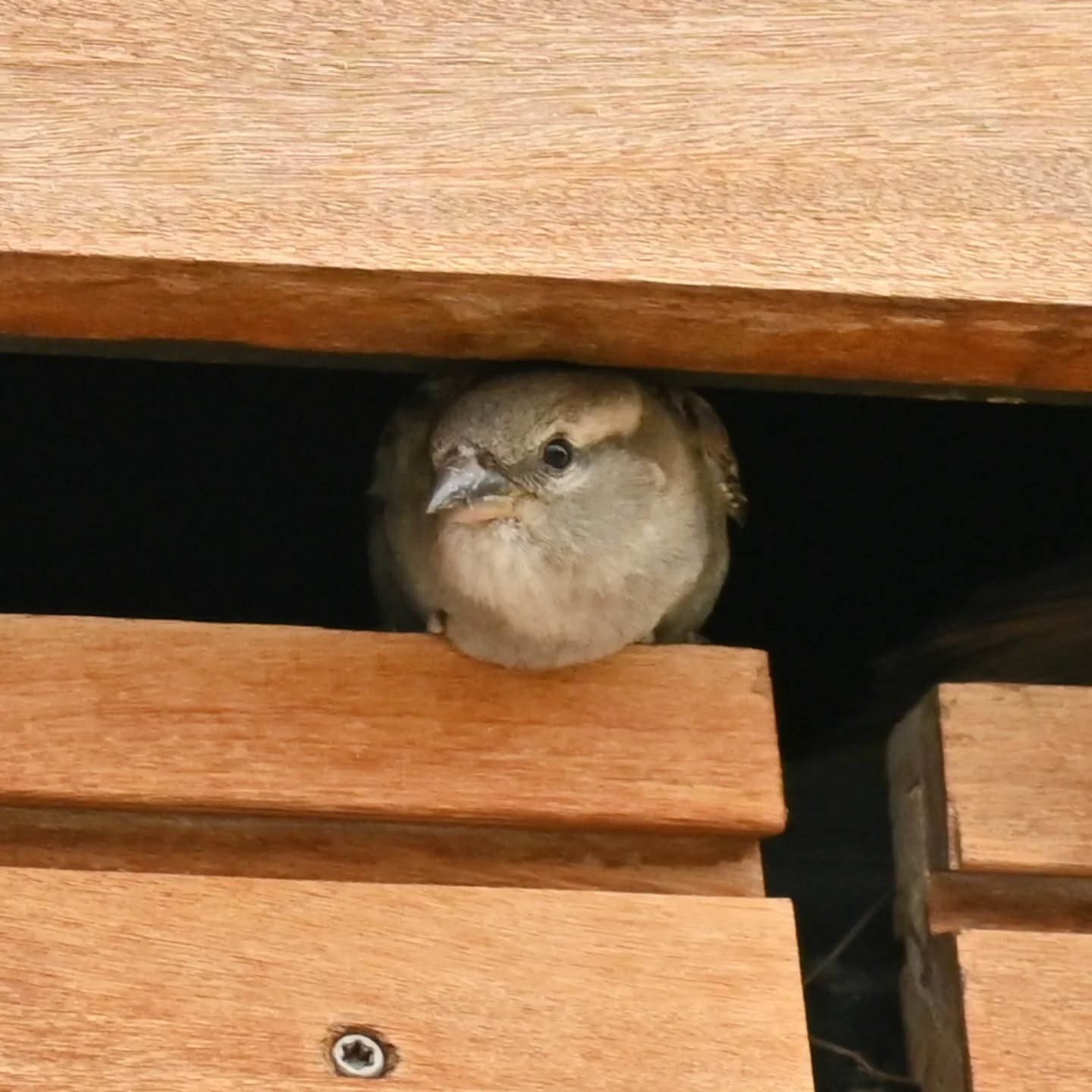 Portowe wróble | Harbor sparrows

#wróbel #ptaki #passerdomesticus #sparrow #housesparrow