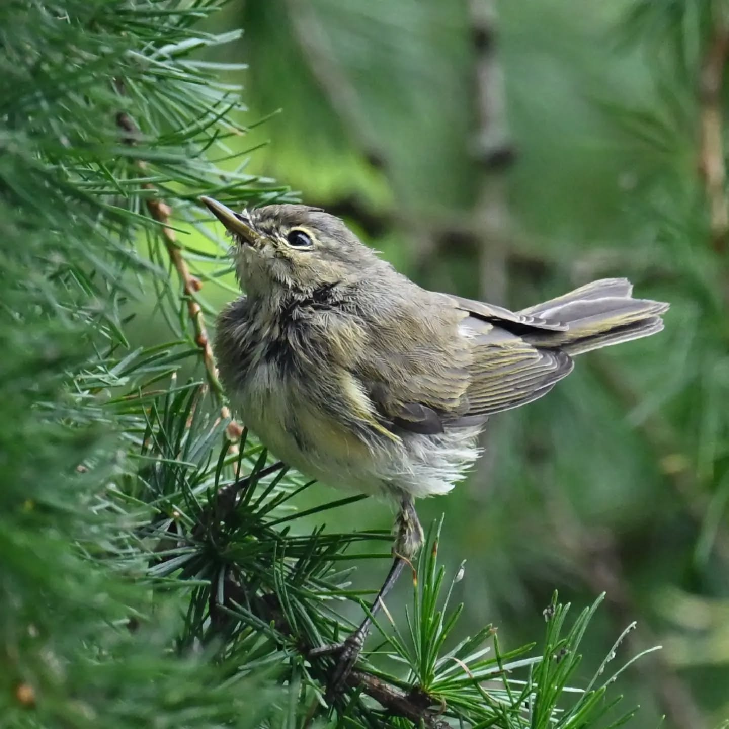 Młody pierwiosnek (najprawdopodobniej młody, z naszych obserwacji wynika że takie rozczochrane to raczej młode osobniki 😂)

A young chiffchaff (most likely a juvenile, our observations show that the messy-looking ones are usually the young ones 😂)

Koniec sierpnia 2026 | End of August 2026

#pierwiosnek #ptaki #phylloscopuscollybita #chiffchaff #birds