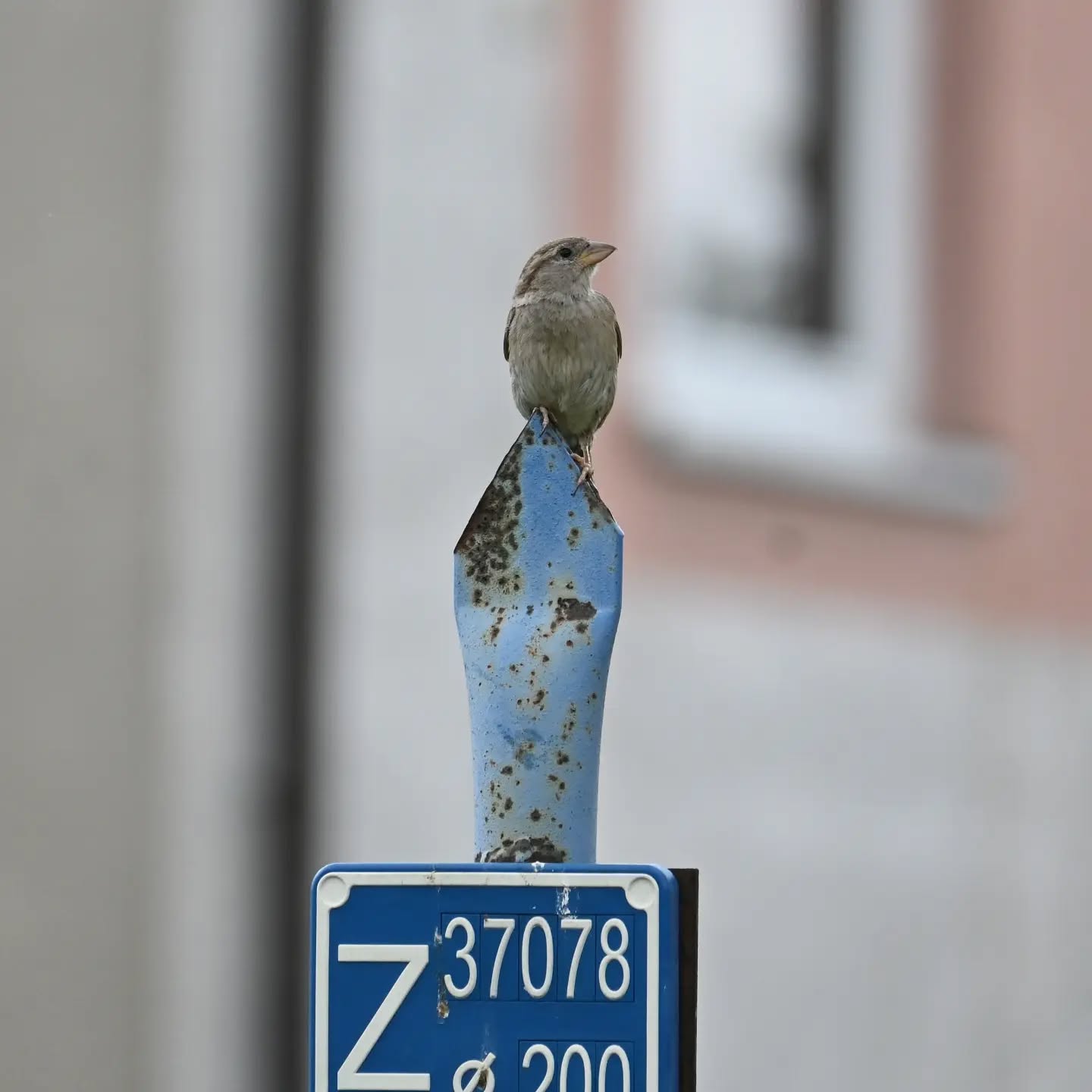 Zmykaj! teraz ja tu siadam! | Scram! I'm sitting here now!

#wróbel #samicawróbla #passerdomesticus #sparrow #femalesparrow