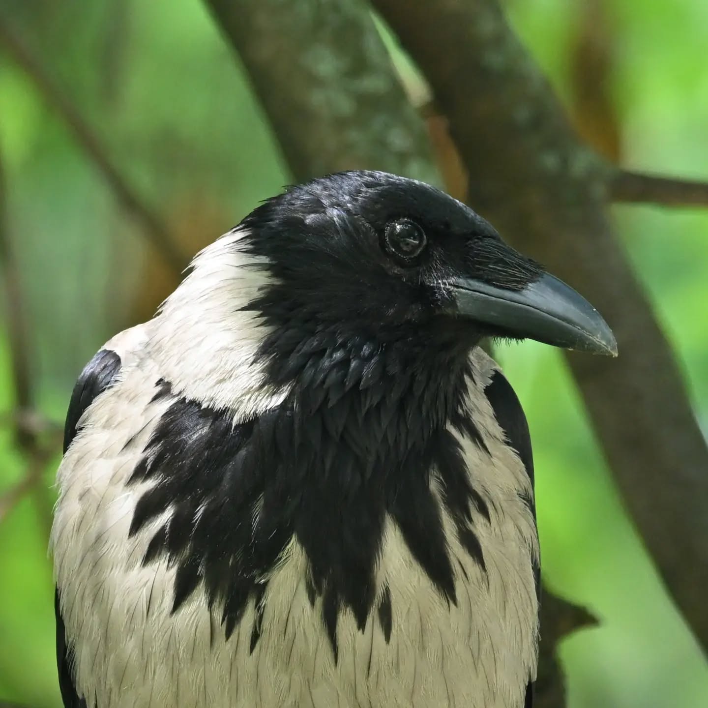 Portrety wrony, za piękne pozowanie dostała orzecha ☺️

#wronasiwa #ptaki #corvuscorone #hoodedcrow #birds