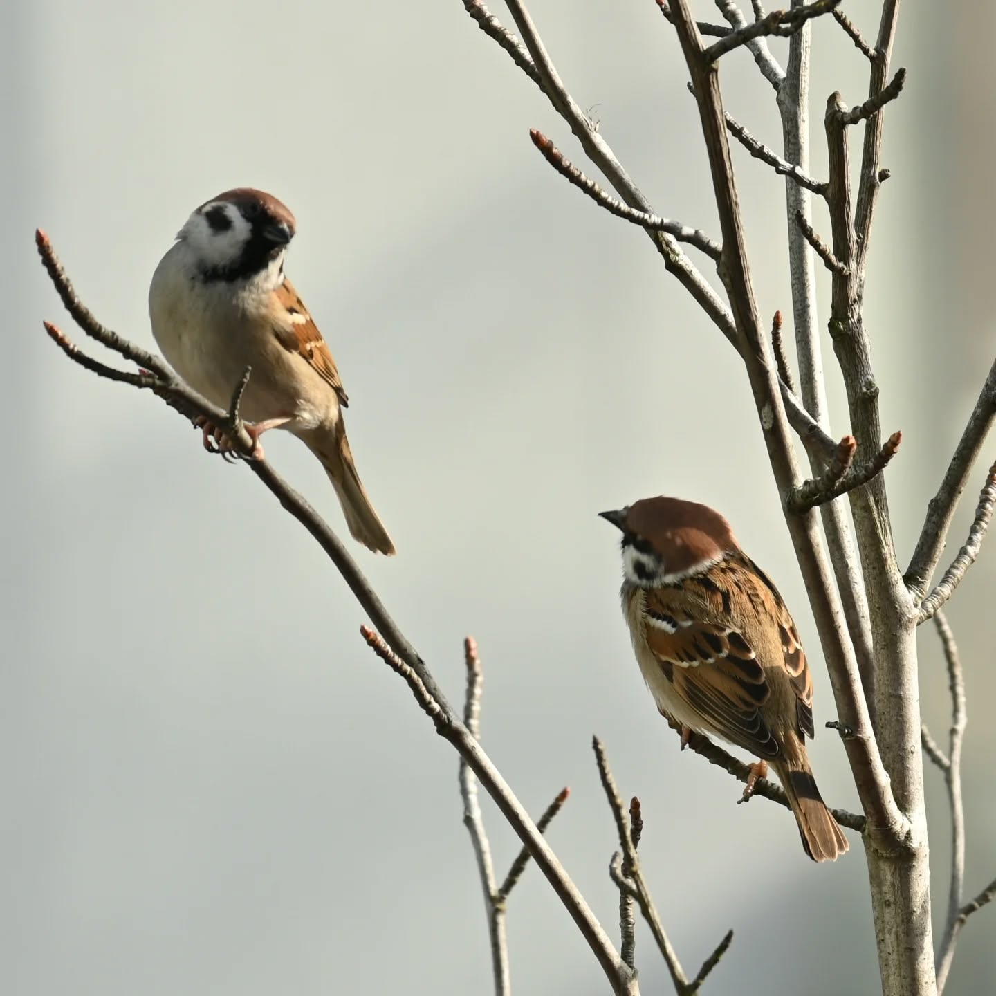 Historie z mazurkowego drzewka | Stories from the sparrows' three

#treesparrow #birds #passermontanus #mazurek #ptaki