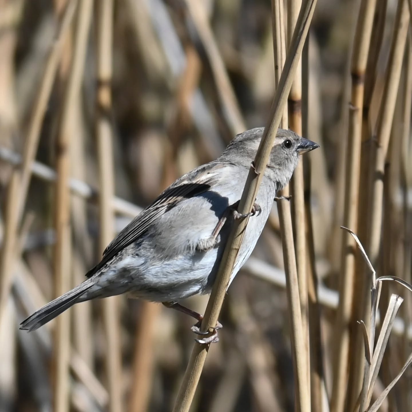 Wróbelka udaje trzciniaka 😉

#wróbel #samicawróbla #passerdomesticus #sparrow #femalesparrow