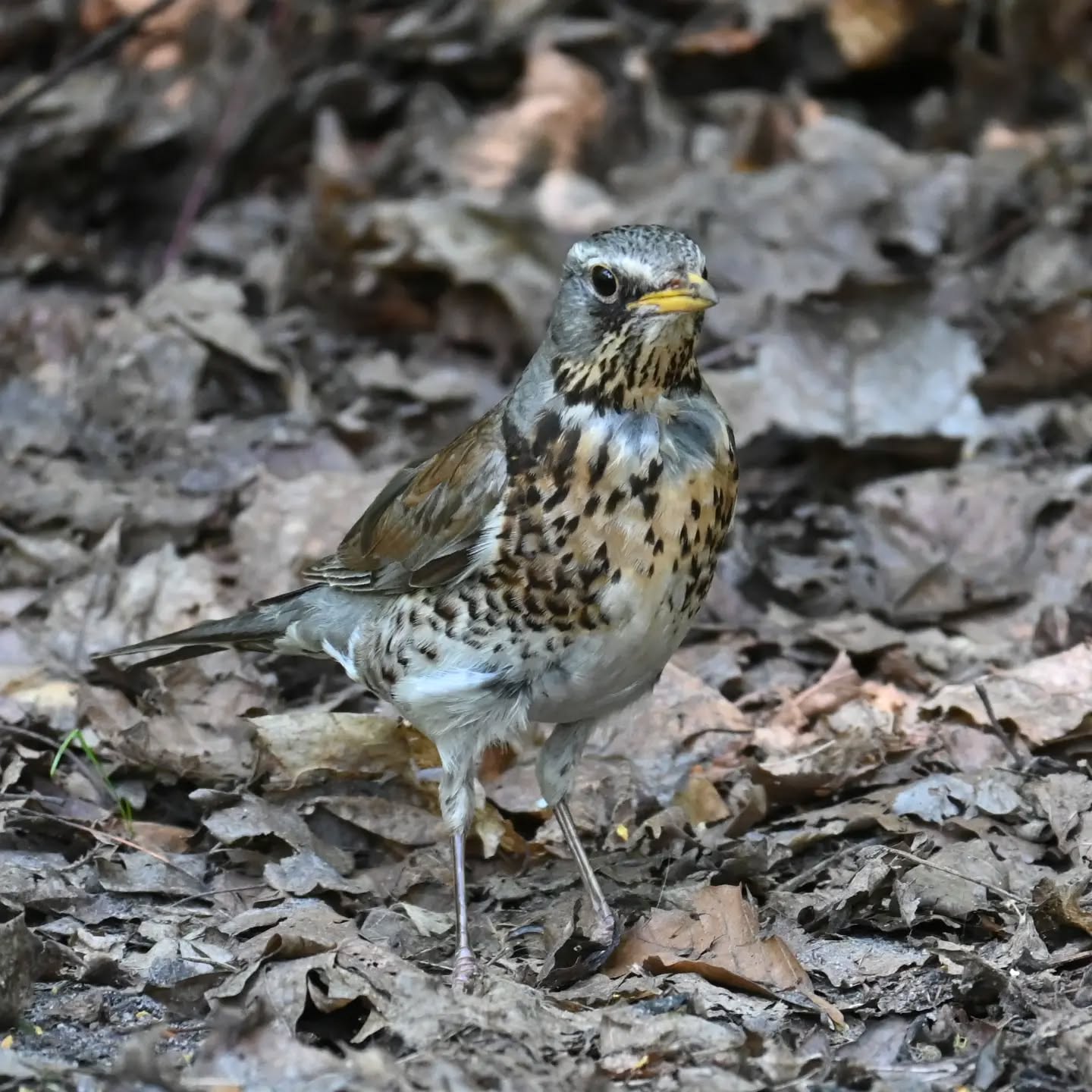 Kwiczoł kameleon, idealnie wkomponowany w pozostałości zeszłorocznych liści 😊 |
The fieldfare chameleon, perfectly blended into the remains of last year's leaves 😊

#kwiczoł #ptaki #turduspilaris #fieldfare #birds