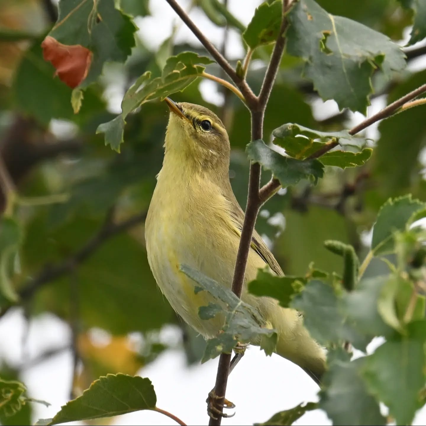 Piecuszek | Wilow warbler

Center For Park og Natur, Copenhagen

Koniec sierpnia 2026 | End of August 2026 

#piecuszek #ptaki #phylloscopustrochilus #willowwarbler #birds