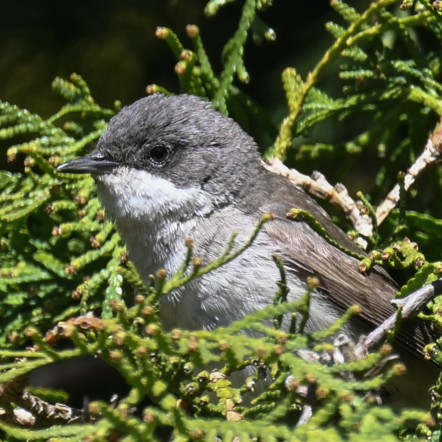 Piegża

#piegża #ptakiwiosną #currucacurruca #lesserwhitethroat #birdsinspring