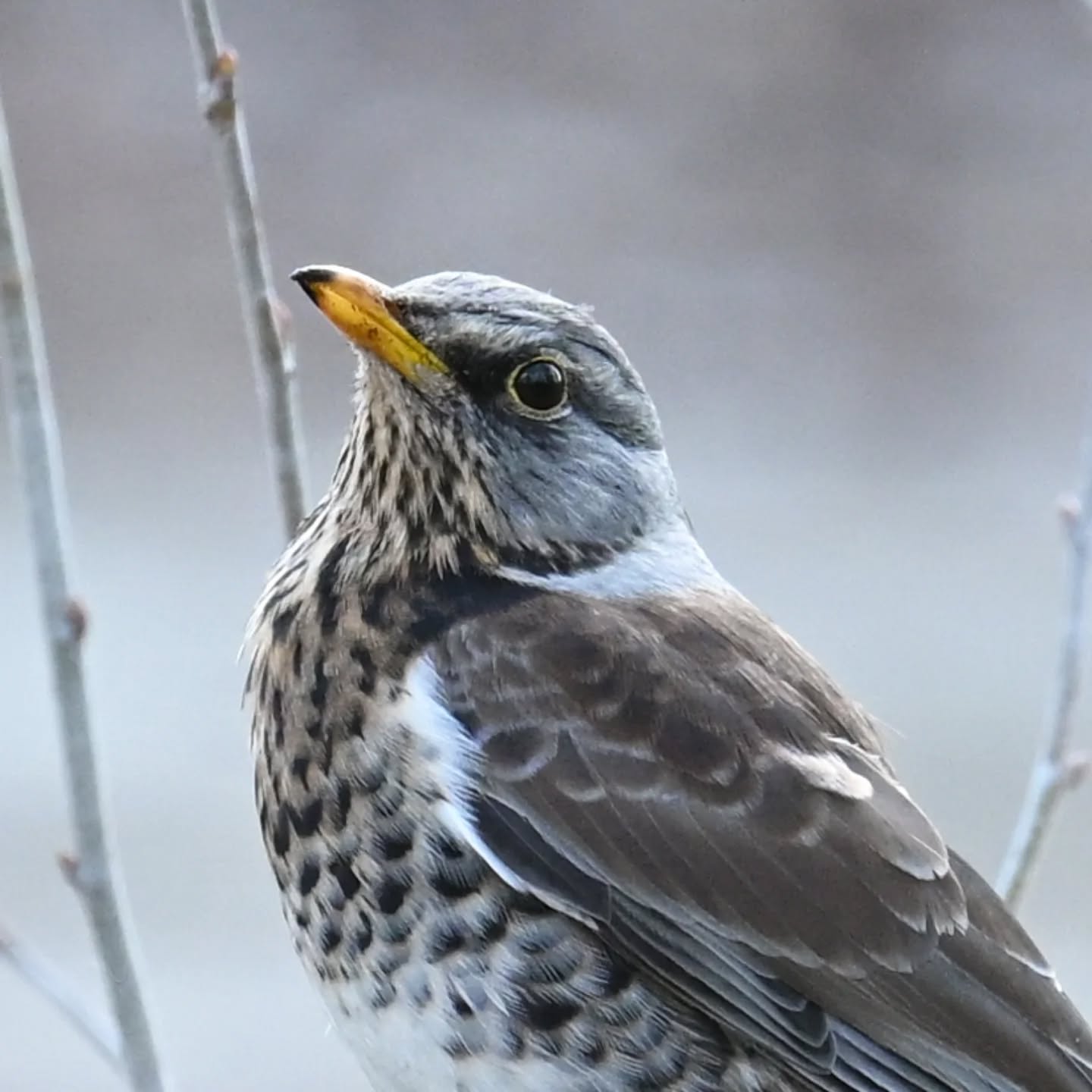 Kwiczoł

#kwiczoł #ptaki #turduspilaris #fieldfare #birds