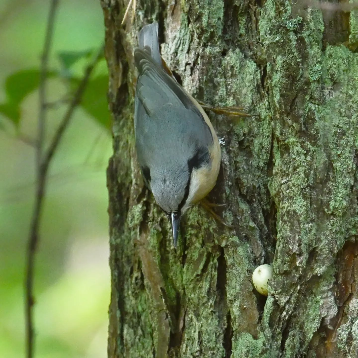 Kowalik, schował tego w żołędzia w zagłębienie kory, chwilkę się zastanowił, wyjął i poszedł szukać innej kryjówki.

The nuthatch hid the acorn in a crevice in the bark, hesitated for a moment, then took it out and went to look for another hiding place.

Mazury, koniec sierpnia 2026 | Masuria, end of August 2026 

#kowalik #ptaki #sittaeuropaea #nuthatch #birds