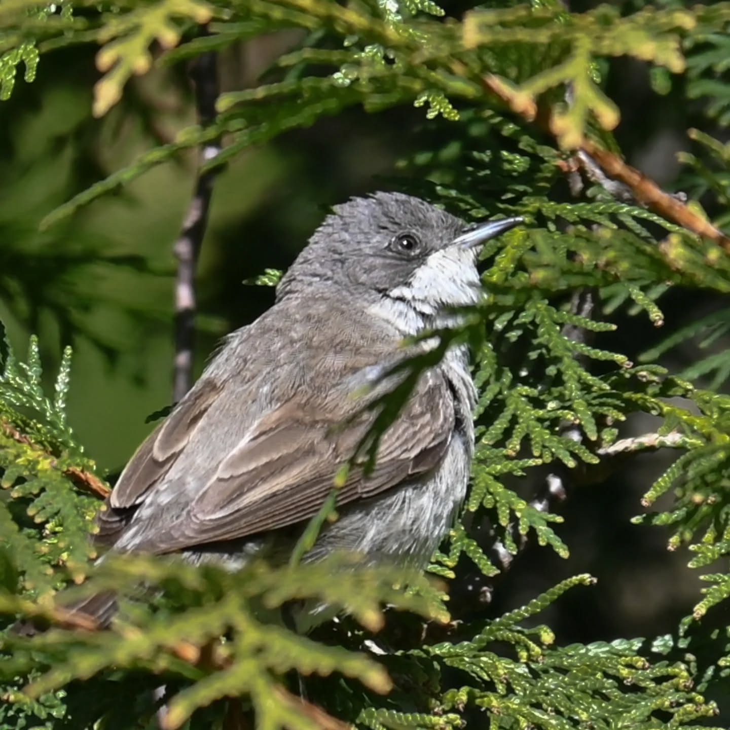 Piegża

#piegża #ptakiwiosną #currucacurruca #lesserwhitethroat #birdsinspring