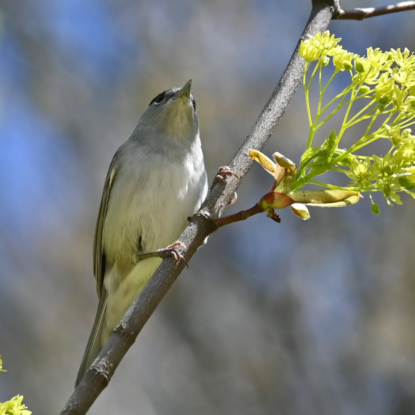 Była ostatnio pani kapturka, a teraz małżonek | We had a female blackcap recently, and now her mate is here

#kapturka #samieckapturki #sylviaantricapilla #blackcap #maleblackcap
