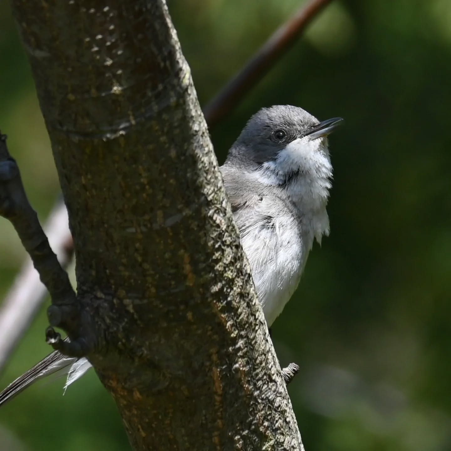 Piegża, oświetlenie trafiło się jak z siedemnastowiecznych niderlandzkich portretów 😊 | Lesser whitethroat, caught some beautiful lighting, reminiscent of a 17.th centaury dutch portraits 😊

#piegża #ptakiwiosną #currucacurruca #lesserwhitethroat ##birdsinspring