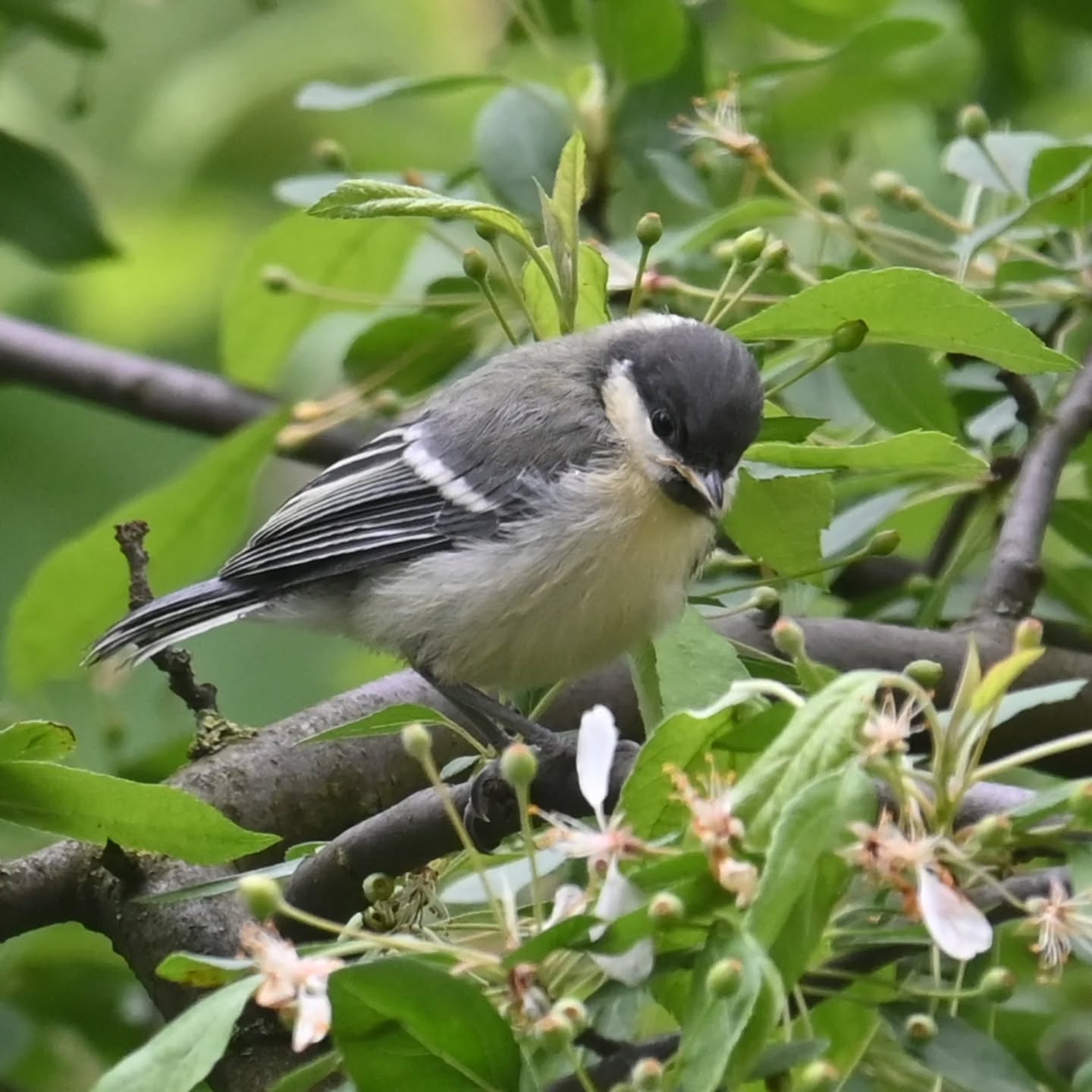 Pierwsze w tym roku ptasie dzieci pod naszym blokiem ☺️ i to od razu piątka bogatek! 

#sikorabogatka #bogatka #parusmajor #greattit #juvenilegreattit