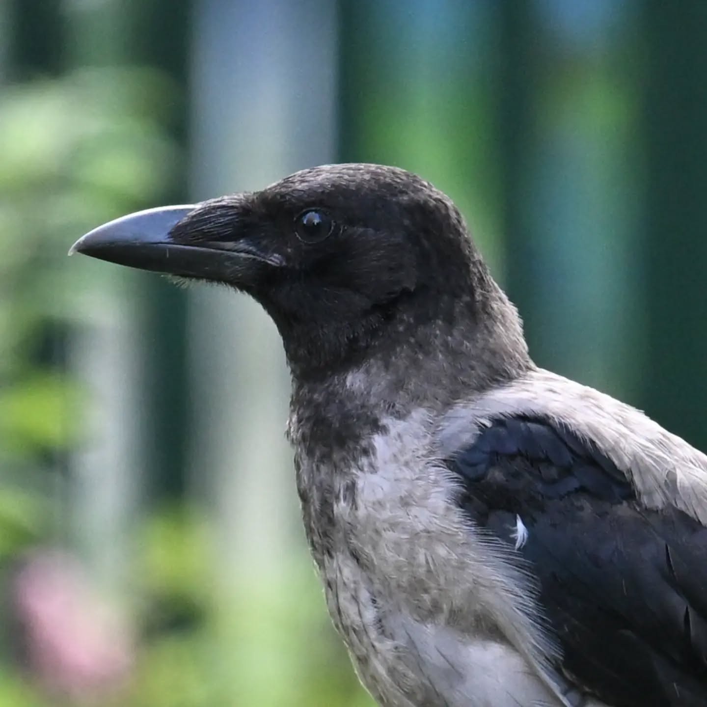 Młoda wrona z podwórka pod blokiem | A young crow from the housing estate yard

#wronasiwa #podlotwrony #corvuscorone #hoodedcrow #juvenilehoodedcrow