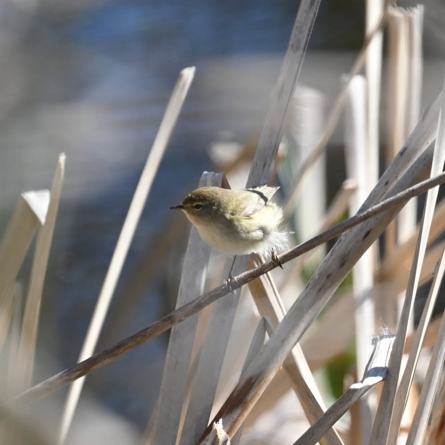 Pierwiosnek

#pierwiosnek #ptakiwiosną #phylloscopuscollybita #chiffchaff #birdsinspring