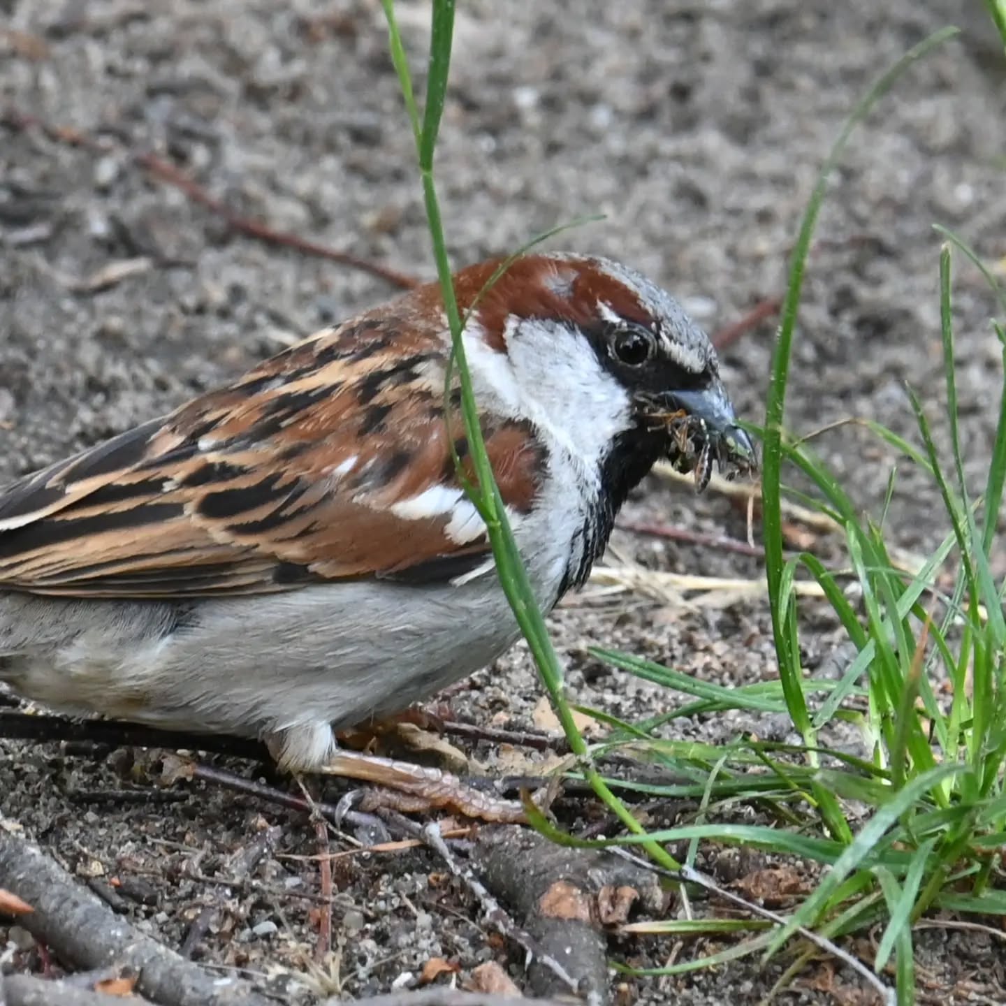 Pan wróbel z jedzonkiem w dziobie | Mr. Sparrow with food in his beak 

#wróbel #ptaki #passerdomesticus #sparrow #birds