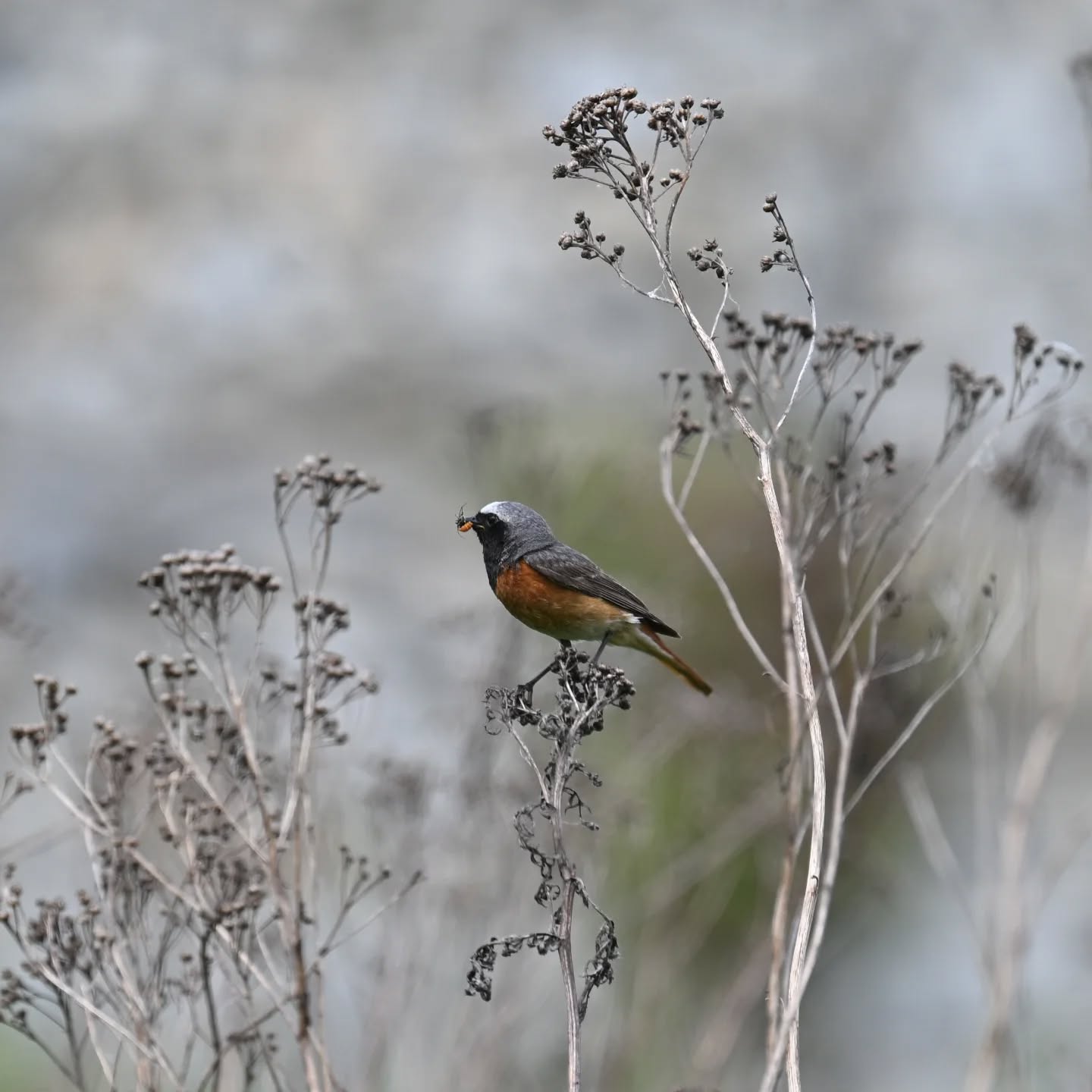 Pan pleszka z pełnym dziobem | Mr. Redstart with a full beak

#pleszka #ptakiwiosną #phoenicurusphoenicurus #redstart #commonredstart