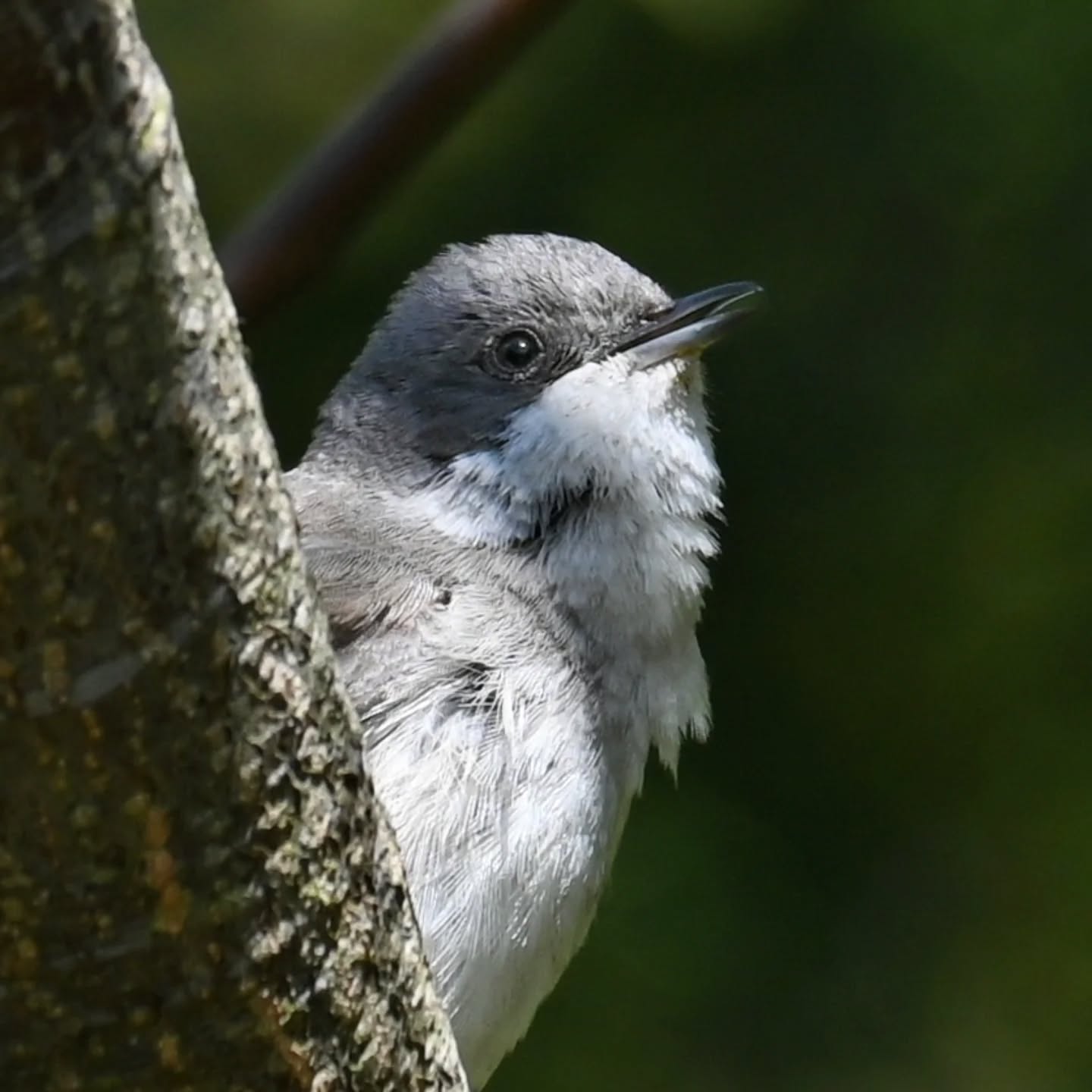 Piegża, oświetlenie trafiło się jak z siedemnastowiecznych niderlandzkich portretów 😊 | Lesser whitethroat, caught some beautiful lighting, reminiscent of a 17.th centaury dutch portraits 😊

#piegża #ptakiwiosną #currucacurruca #lesserwhitethroat ##birdsinspring