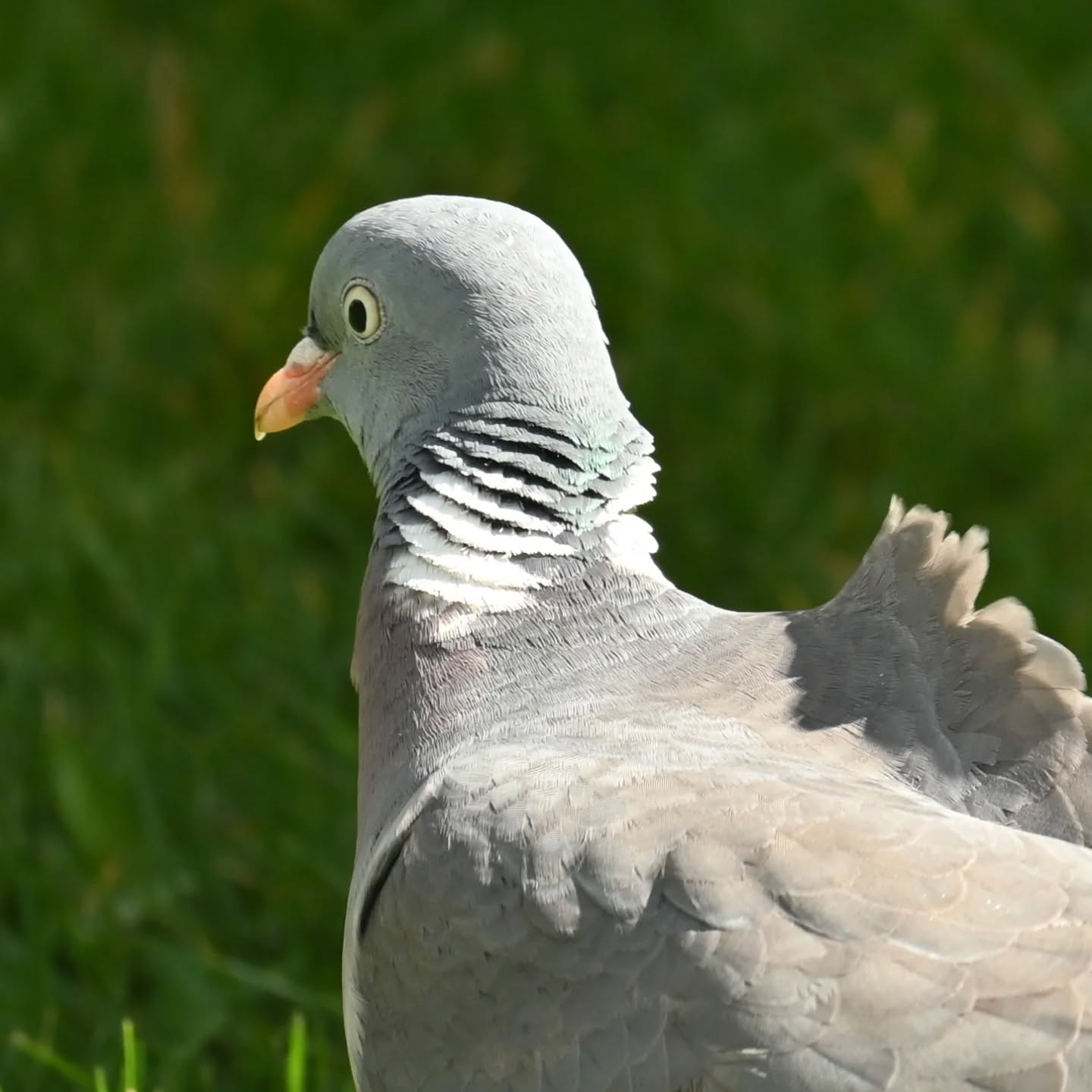 Grzywacz

#grzywacz #gołąbgrzywacz #columbapalumbus #woodpigeon #birds