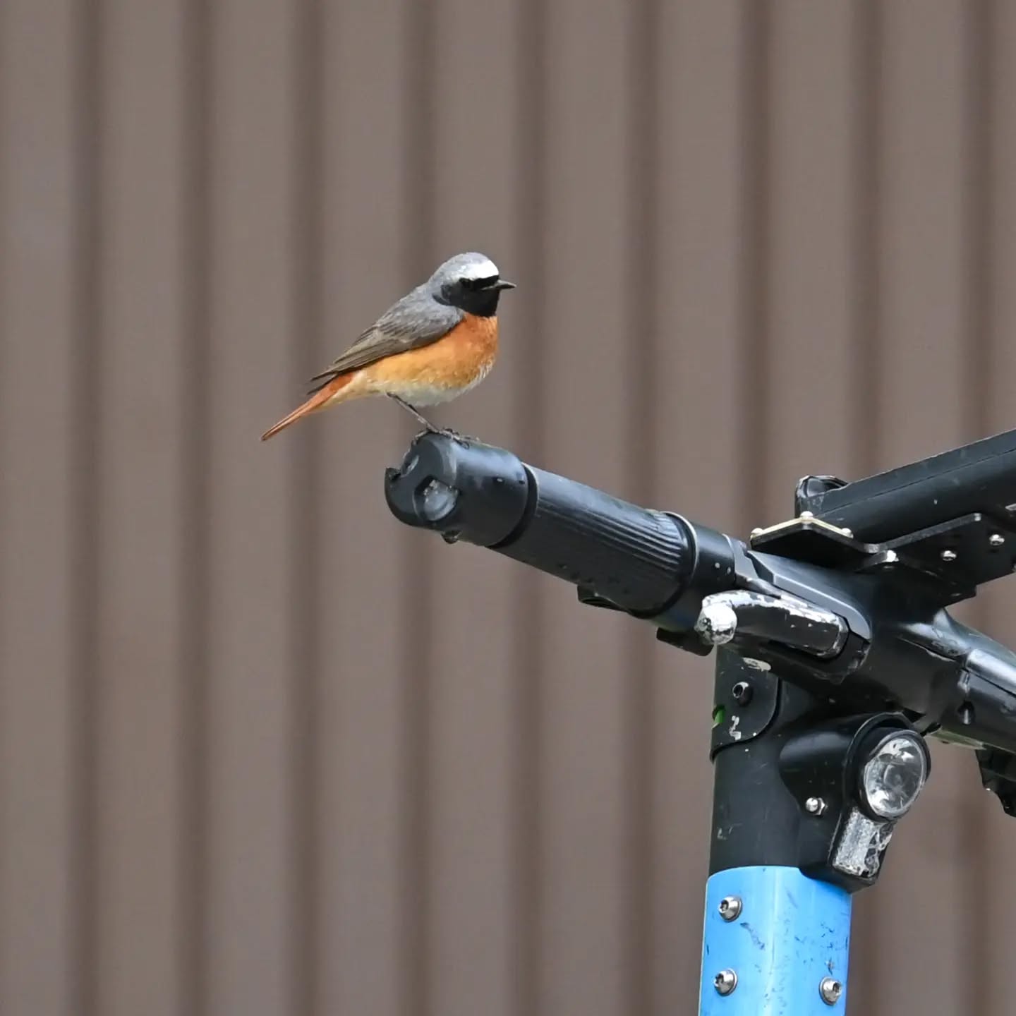 W tym roku na nasze osiedle znów przyleciała pleszka, albo może tym razem przyjechała hulajnogą | 
This year, the common redstart flew to our neighborhood again, or maybe this time it arrived on an electric scooter.

#pleszka #ptaki #phoenicurusphoenicurus #commonredstart #redstart