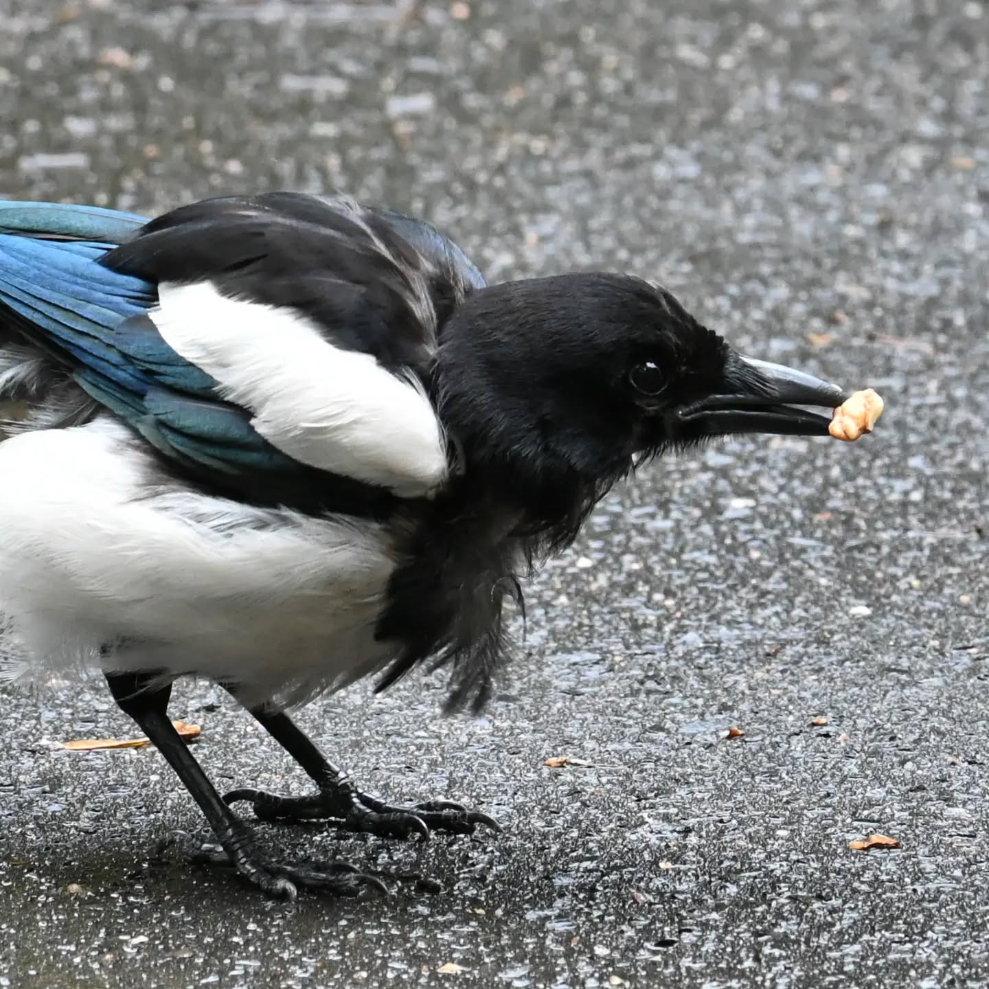 Młoda sroczka poczęstowana orzechem. Niedojedzoną resztkę orzecha zakopała między trawami. | A young magpie was treated to a nut. She buried the unfinished leftover nut among the grass.

#sroka #ptaki #picapica #magpie #birds