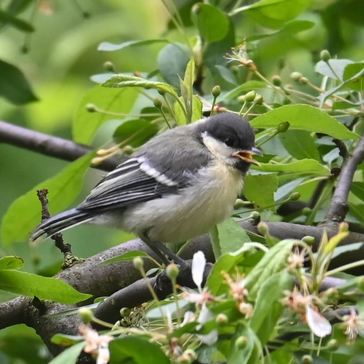 Pierwsze w tym roku ptasie dzieci pod naszym blokiem ☺️ i to od razu piątka bogatek! 

#sikorabogatka #bogatka #parusmajor #greattit #juvenilegreattit