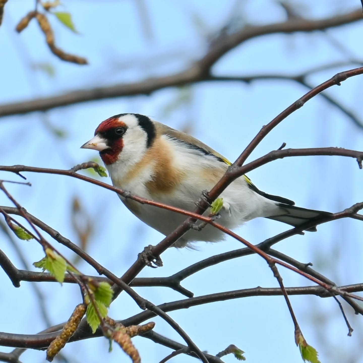 Stado szczygłów na gałązkach brzozy, były tak zajęte że nawet nie zwracały na nas uwagi | A flock of goldfinches on birch branches; they were so busy they didn't even notice us

#szczygieł #ptakiwiosną #cardueliscarduelis #goldfinch #birdsinspring