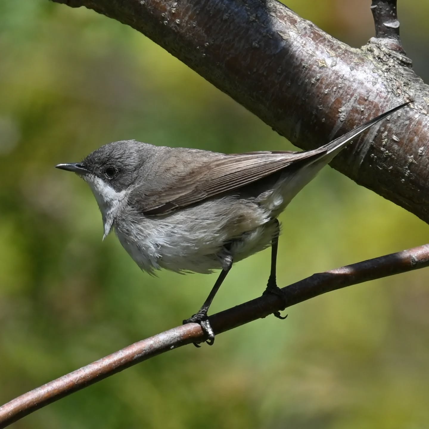 Inne ujęcie piegży, która ostatnio gościła już na naszym profilu 😊 | Another take of the whitethroat that was a guest on our profile recently 😊

#piegża #ptakiwiosną #currucacurruca #lesserwhitethroat #birdsinspring