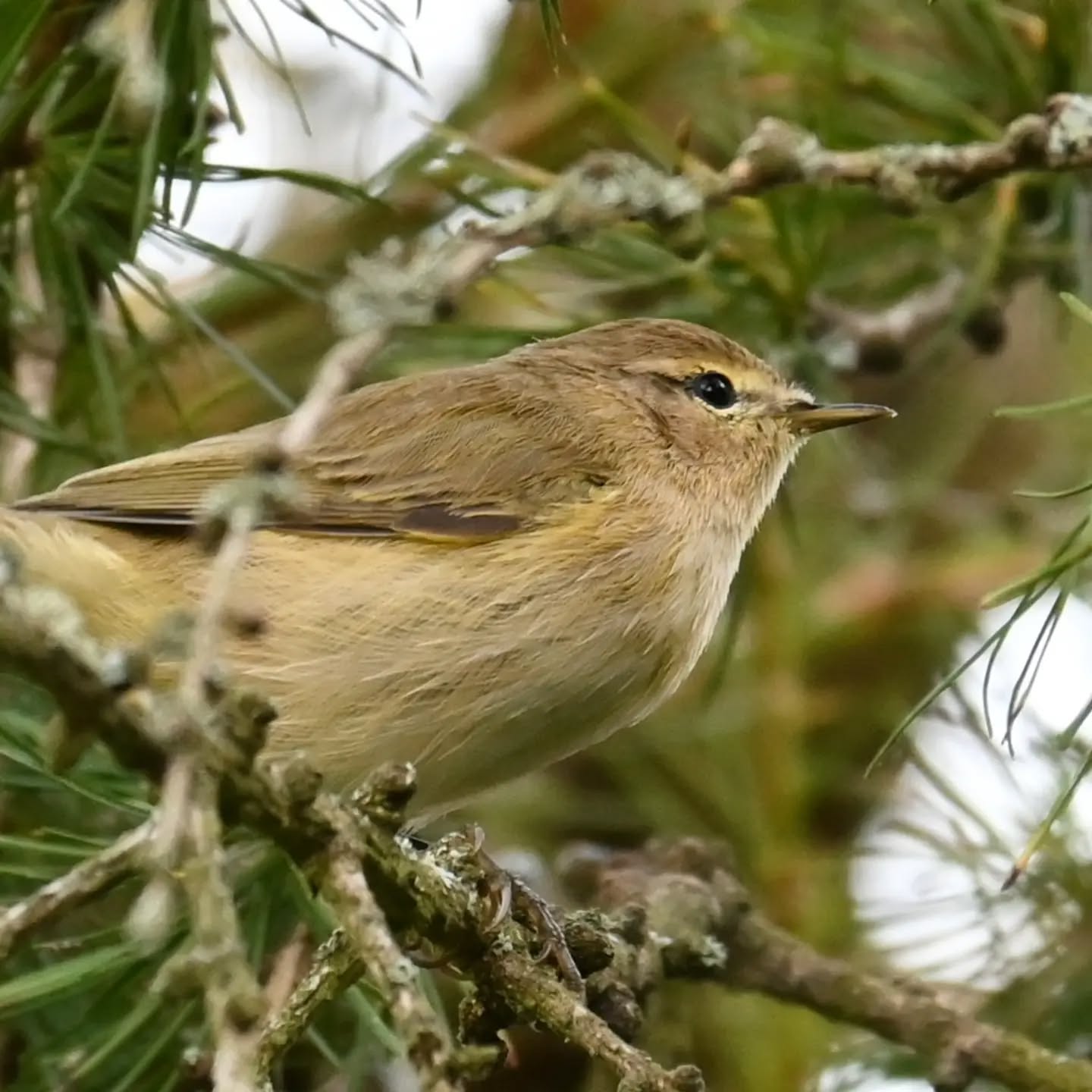 Mazurski pierwiosnek 

#pierwiosnek #ptaki #phylloscopuscollybita #chiffchaff #birds