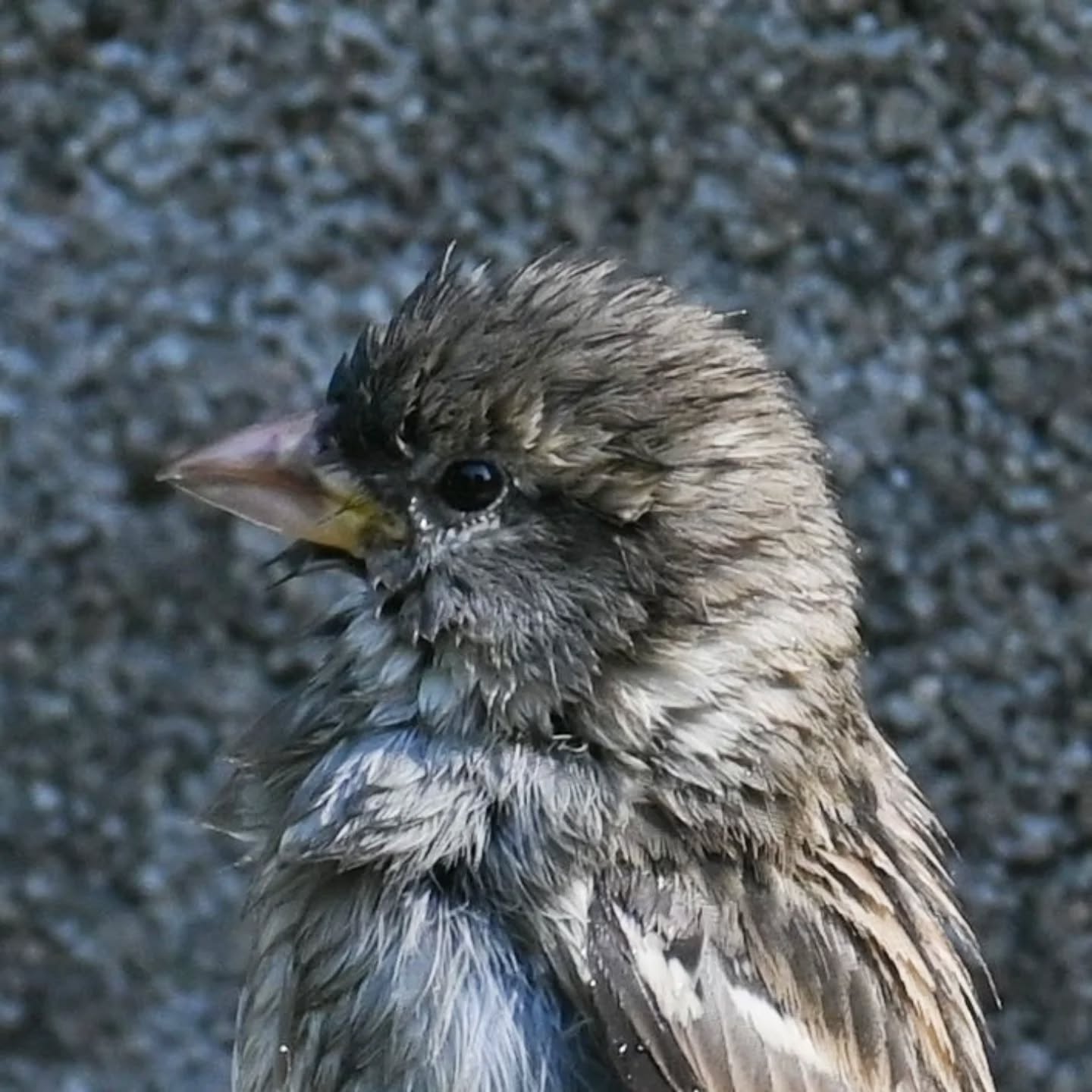 Kąpiel wróbelki 

#wróbel #samicawróbla #passerdomesticus #sparrow #femalesparrow