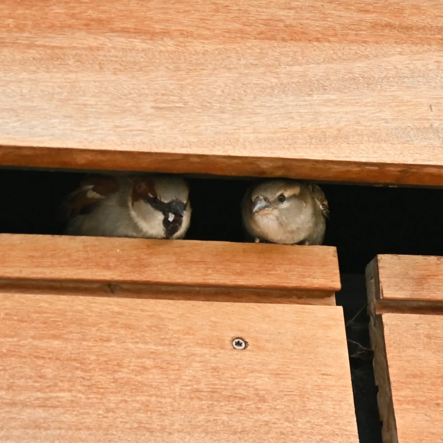 Portowe wróble | Harbor sparrows

#wróbel #ptaki #passerdomesticus #sparrow #housesparrow