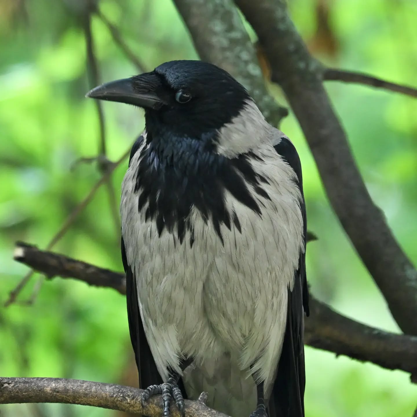 Portrety wrony, za piękne pozowanie dostała orzecha ☺️

#wronasiwa #ptaki #corvuscorone #hoodedcrow #birds