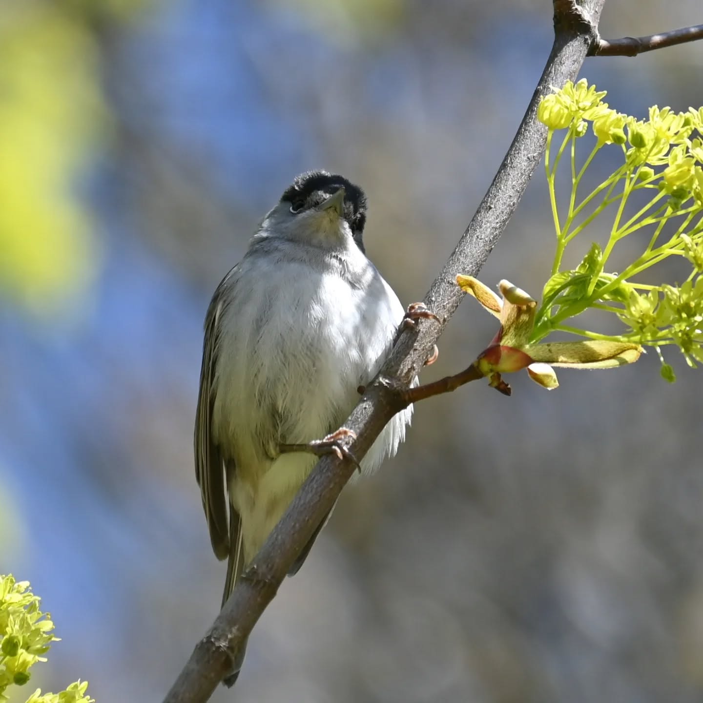 Była ostatnio pani kapturka, a teraz małżonek | We had a female blackcap recently, and now her mate is here

#kapturka #samieckapturki #sylviaantricapilla #blackcap #maleblackcap
