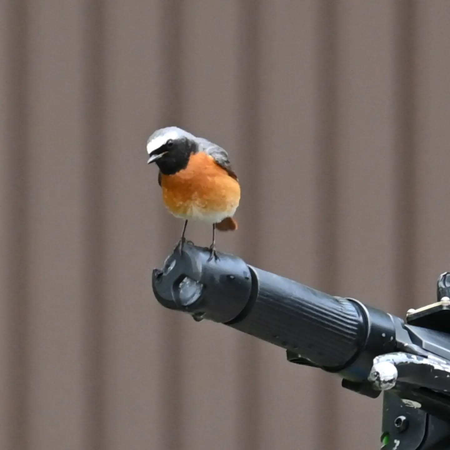 W tym roku na nasze osiedle znów przyleciała pleszka, albo może tym razem przyjechała hulajnogą | 
This year, the common redstart flew to our neighborhood again, or maybe this time it arrived on an electric scooter.

#pleszka #ptaki #phoenicurusphoenicurus #commonredstart #redstart