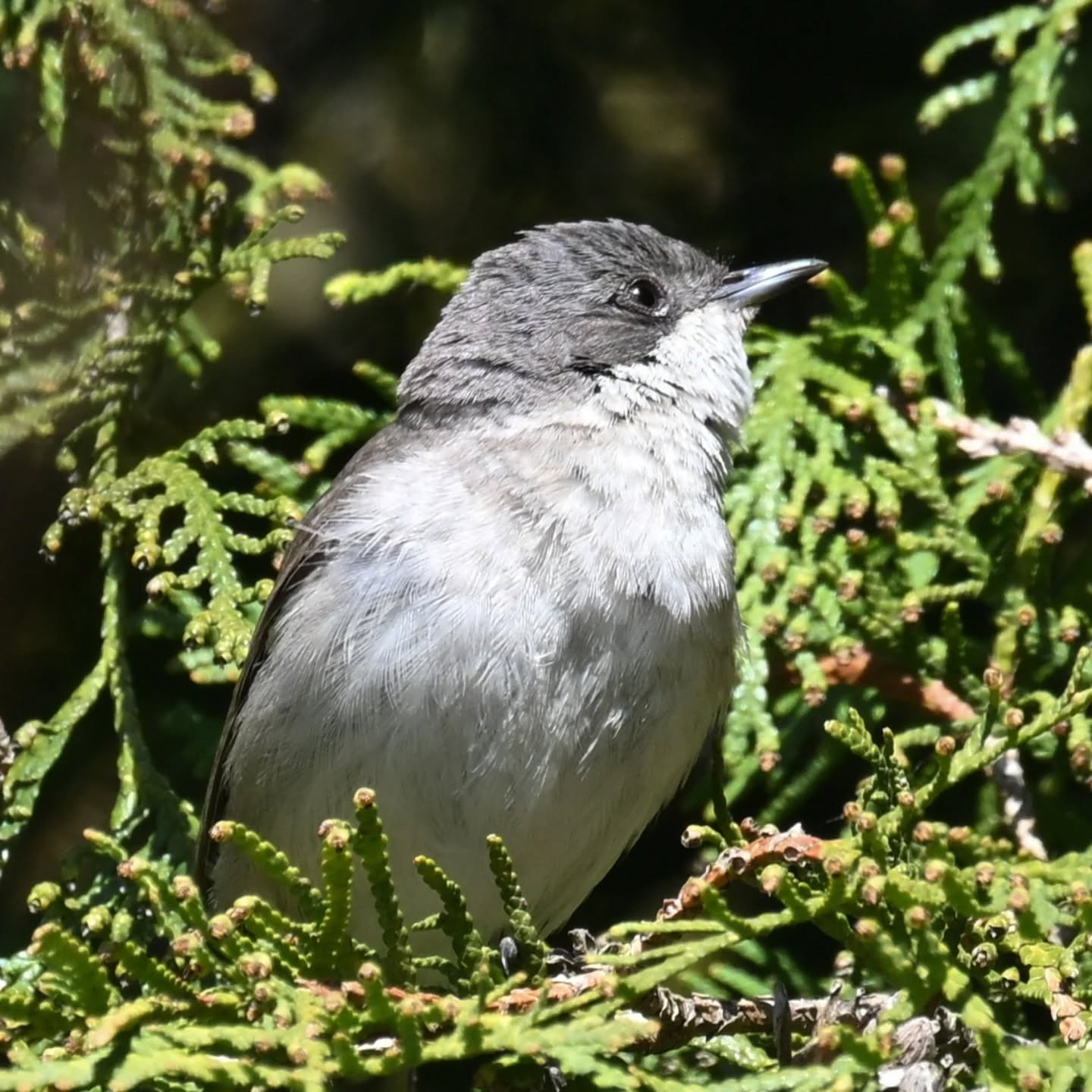 Piegża

#piegża #ptakiwiosną #currucacurruca #lesserwhitethroat #birdsinspring