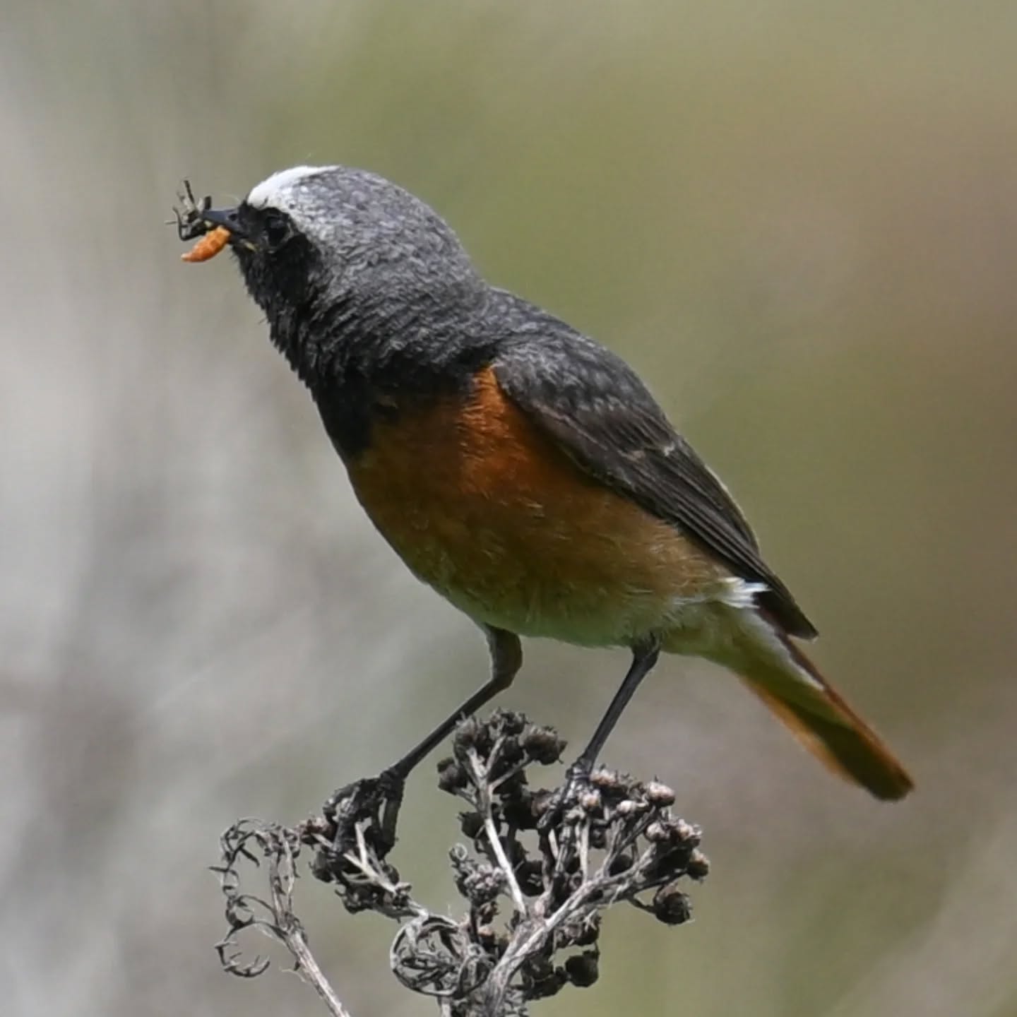 Pan pleszka z pełnym dziobem | Mr. Redstart with a full beak

#pleszka #ptakiwiosną #phoenicurusphoenicurus #redstart #commonredstart