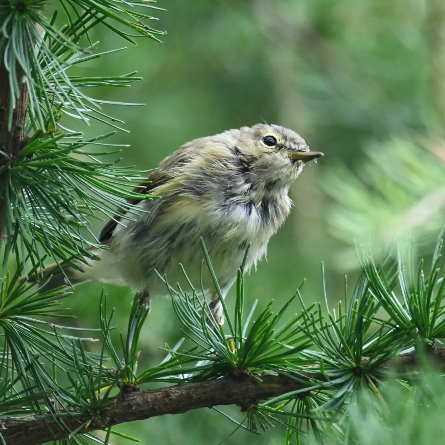 Młody pierwiosnek (najprawdopodobniej młody, z naszych obserwacji wynika że takie rozczochrane to raczej młode osobniki 😂)

A young chiffchaff (most likely a juvenile, our observations show that the messy-looking ones are usually the young ones 😂)

Koniec sierpnia 2026 | End of August 2026

#pierwiosnek #ptaki #phylloscopuscollybita #chiffchaff #birds