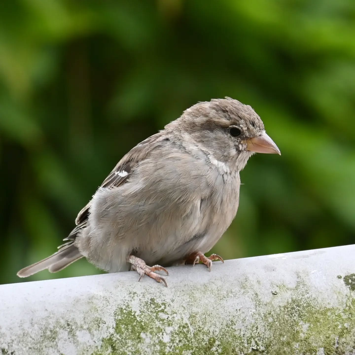Młody nadmorski wróbelek |  A young seaside sparrow

#wróbel #ptaki #passerdomesticus #sparrow #housesparrow