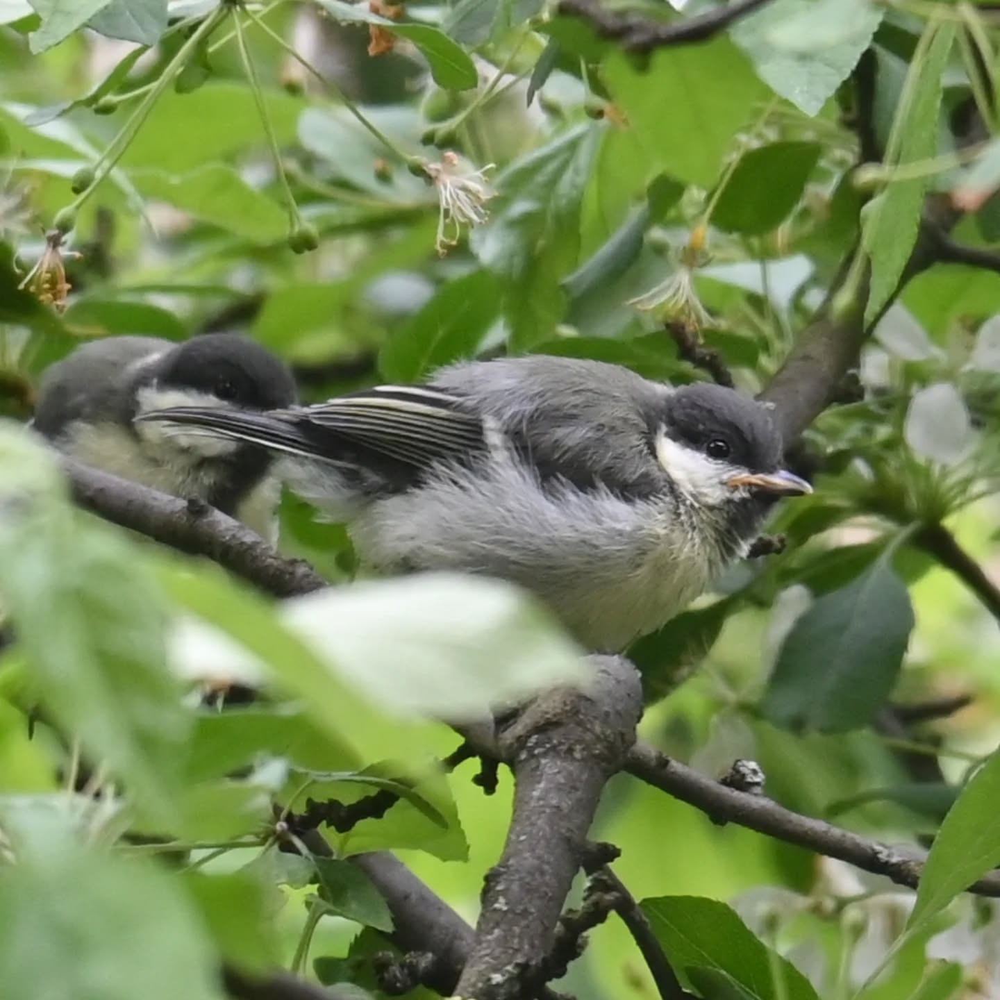 Pierwsze w tym roku ptasie dzieci pod naszym blokiem ☺️ i to od razu piątka bogatek! 

#sikorabogatka #bogatka #parusmajor #greattit #juvenilegreattit