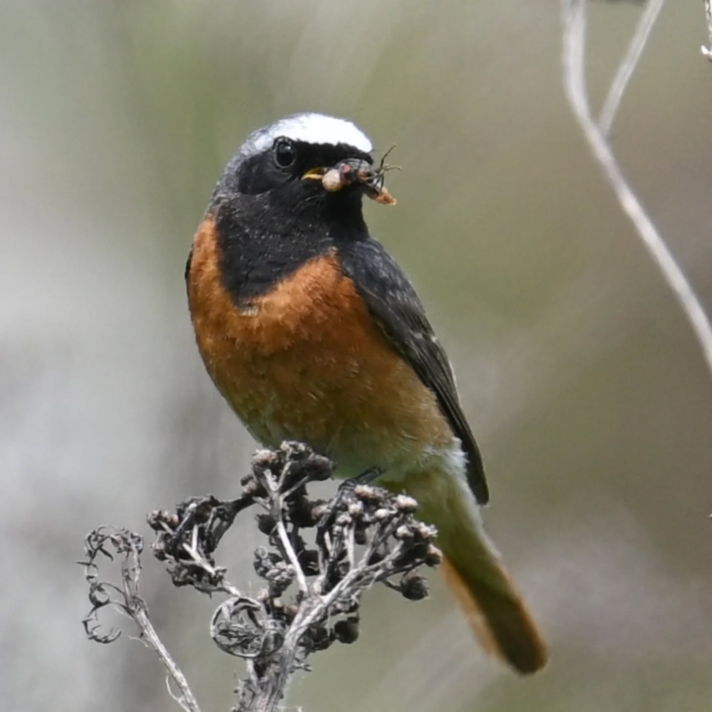 Pan pleszka z pełnym dziobem | Mr. Redstart with a full beak

#pleszka #ptakiwiosną #phoenicurusphoenicurus #redstart #commonredstart