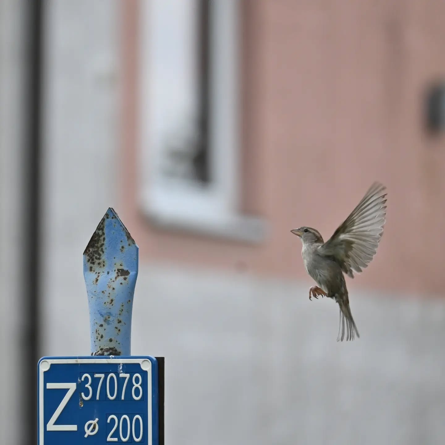Zmykaj! teraz ja tu siadam! | Scram! I'm sitting here now!

#wróbel #samicawróbla #passerdomesticus #sparrow #femalesparrow
