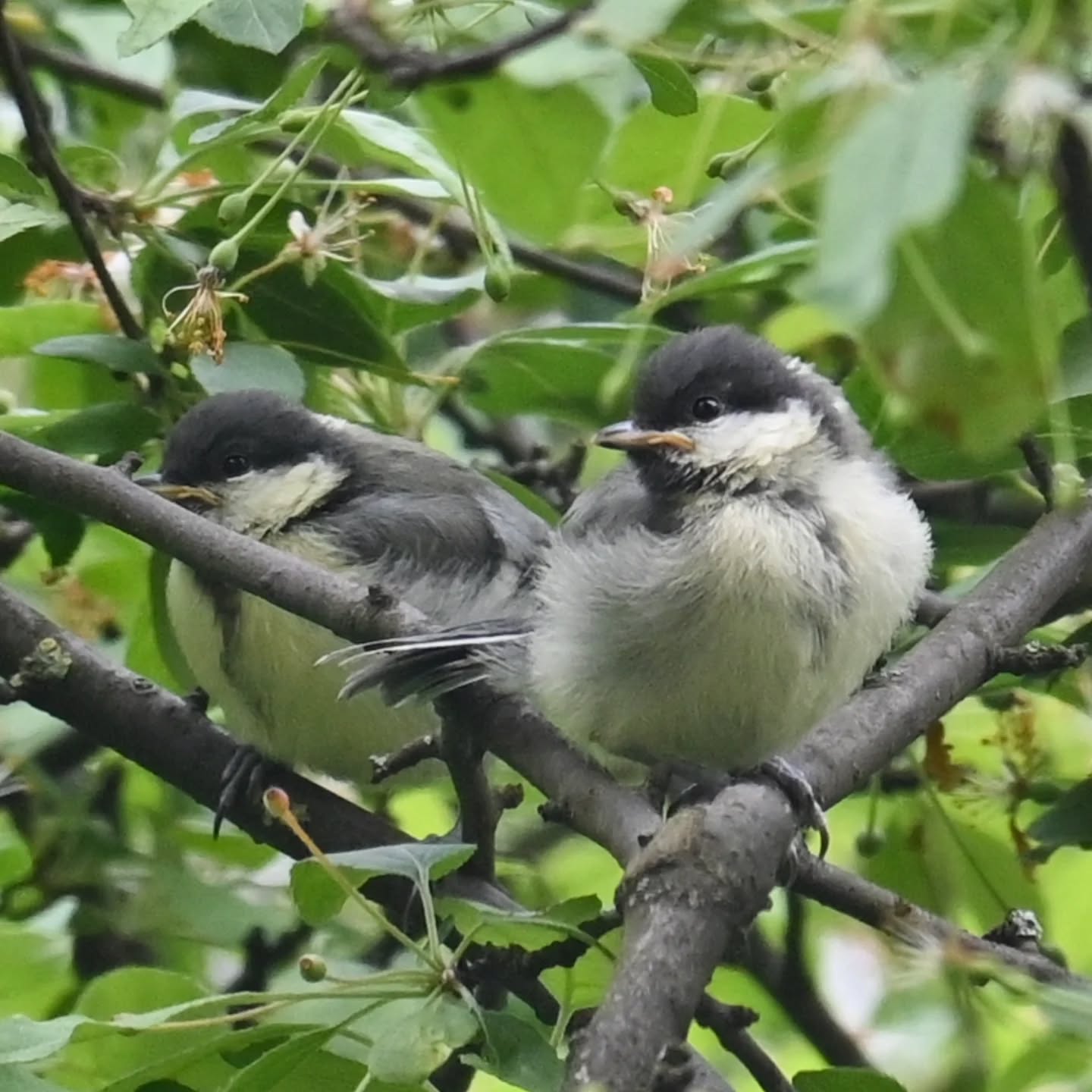 Pierwsze w tym roku ptasie dzieci pod naszym blokiem ☺️ i to od razu piątka bogatek! 

#sikorabogatka #bogatka #parusmajor #greattit #juvenilegreattit