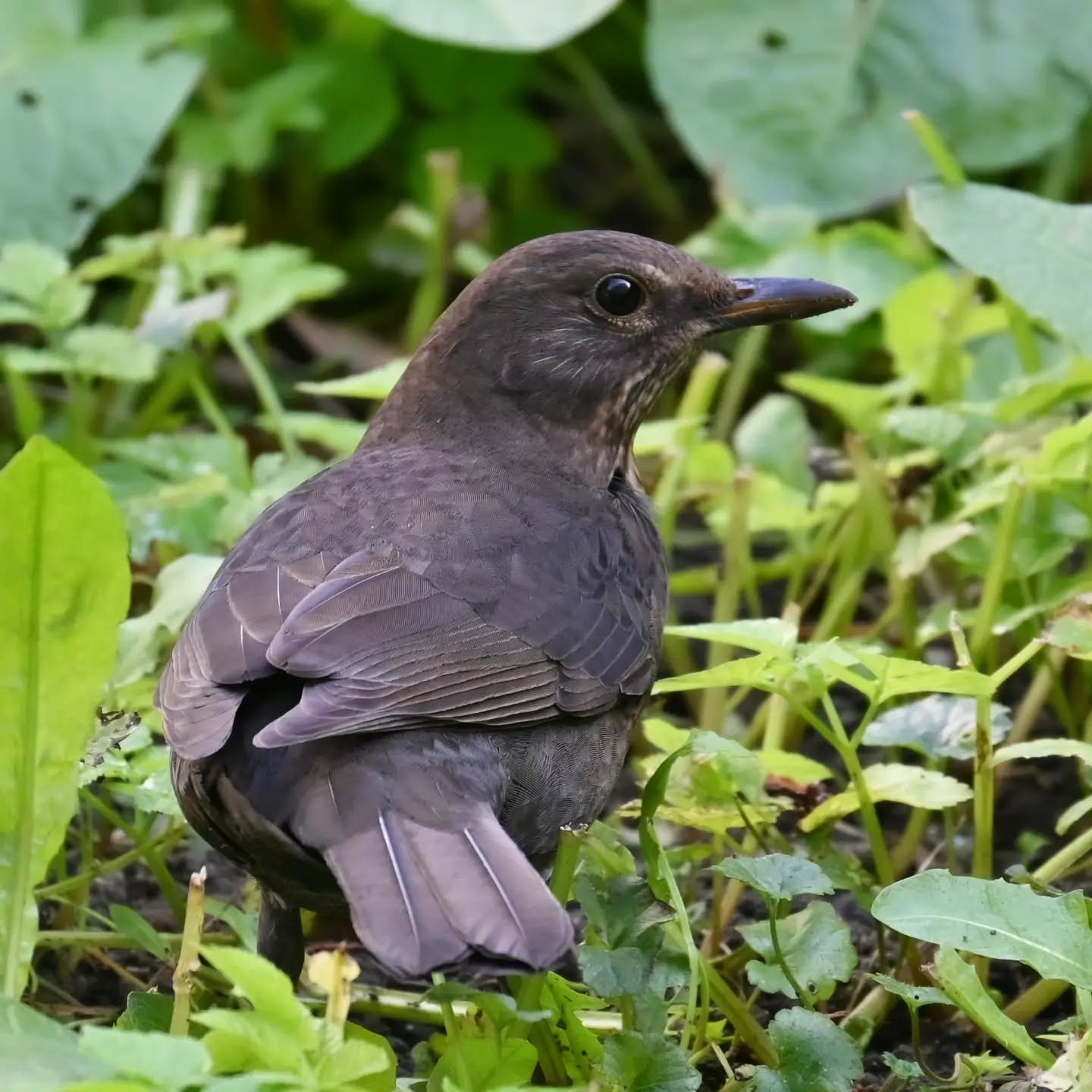 🇵🇱 Portret kosa 
🇬🇧 Blackbird's portrait

#kos #ptaki #turdusmerula #blackbird #birds