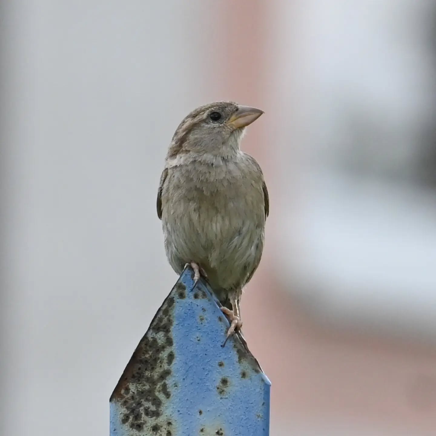 Zmykaj! teraz ja tu siadam! | Scram! I'm sitting here now!

#wróbel #samicawróbla #passerdomesticus #sparrow #femalesparrow